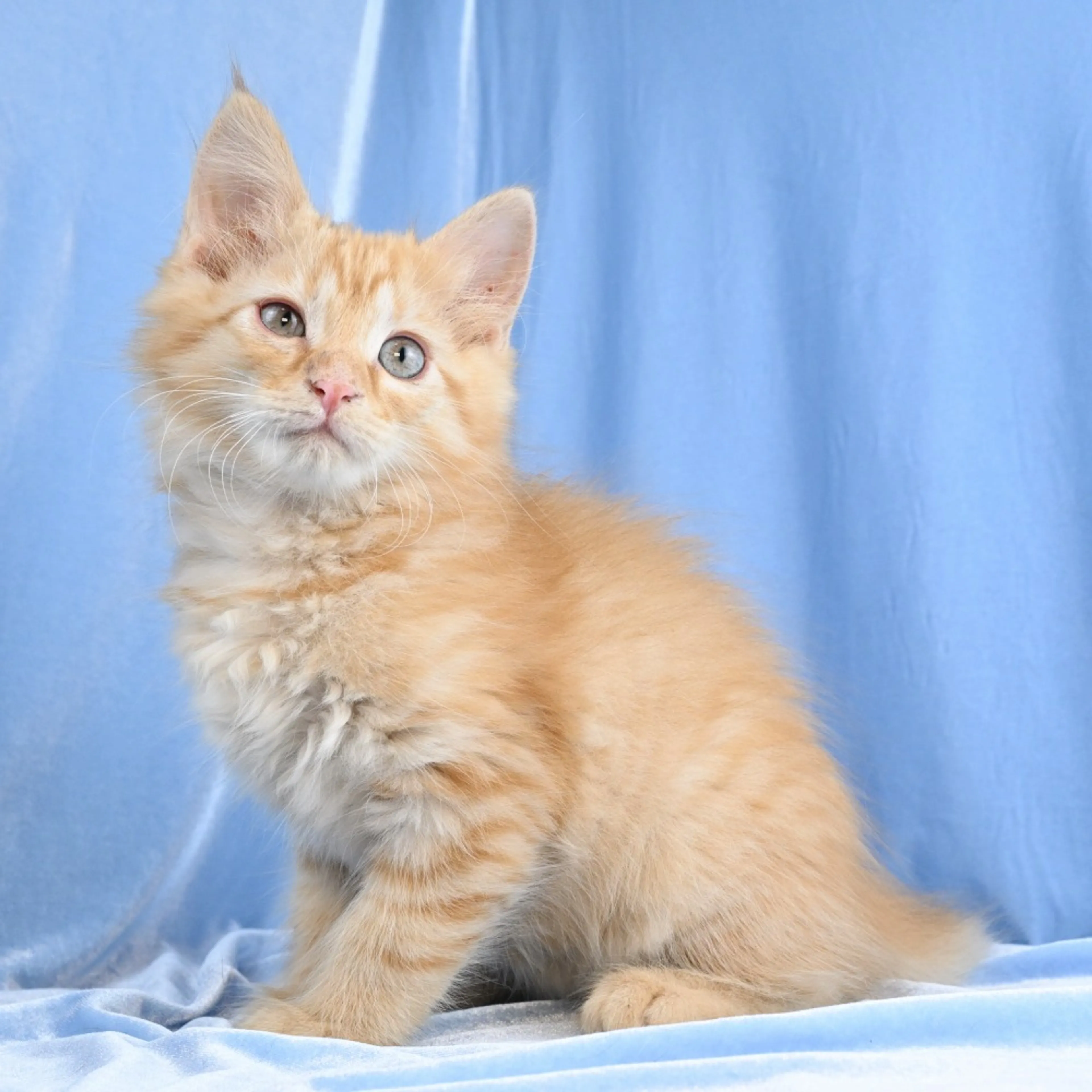 Found pet-5