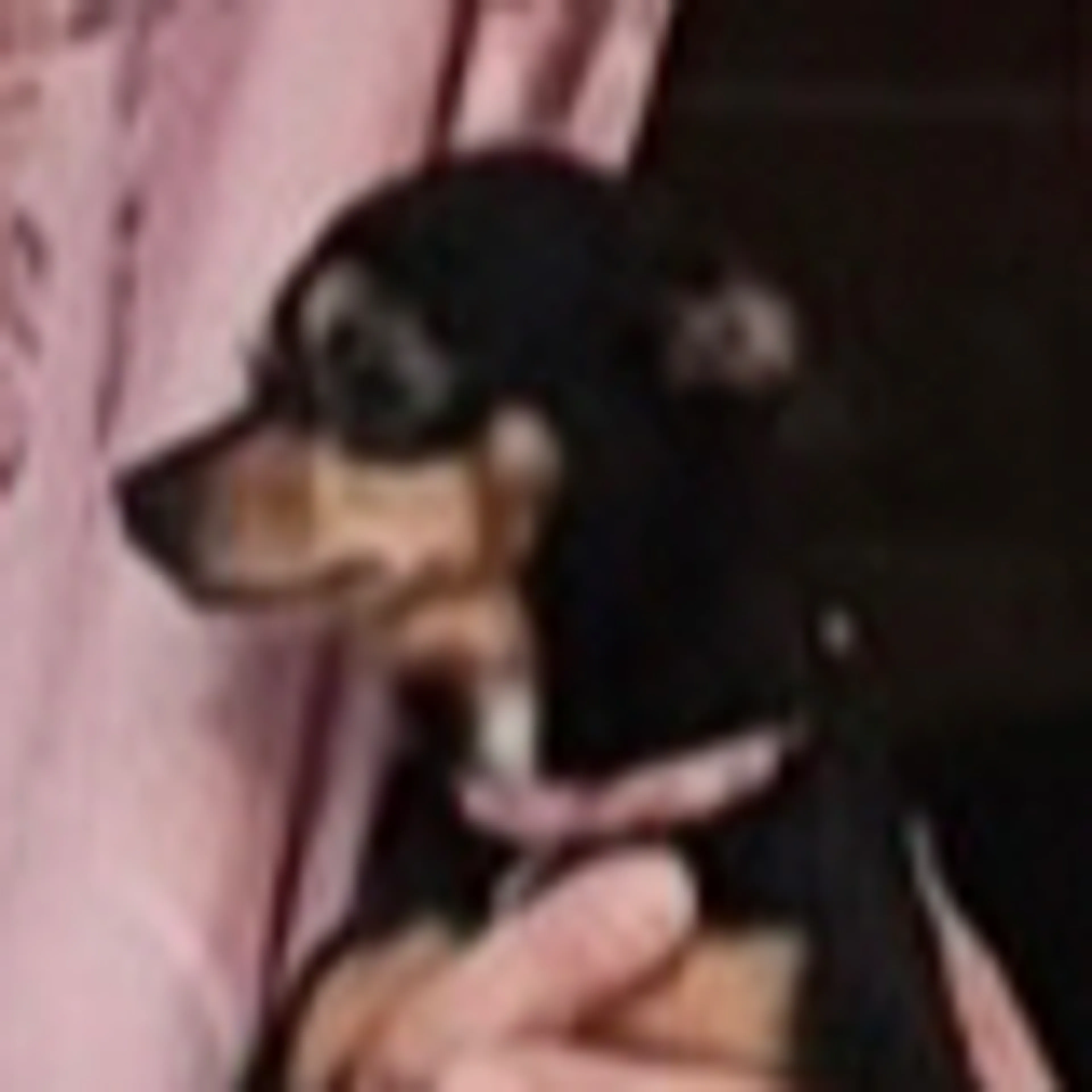 Lost pet-2