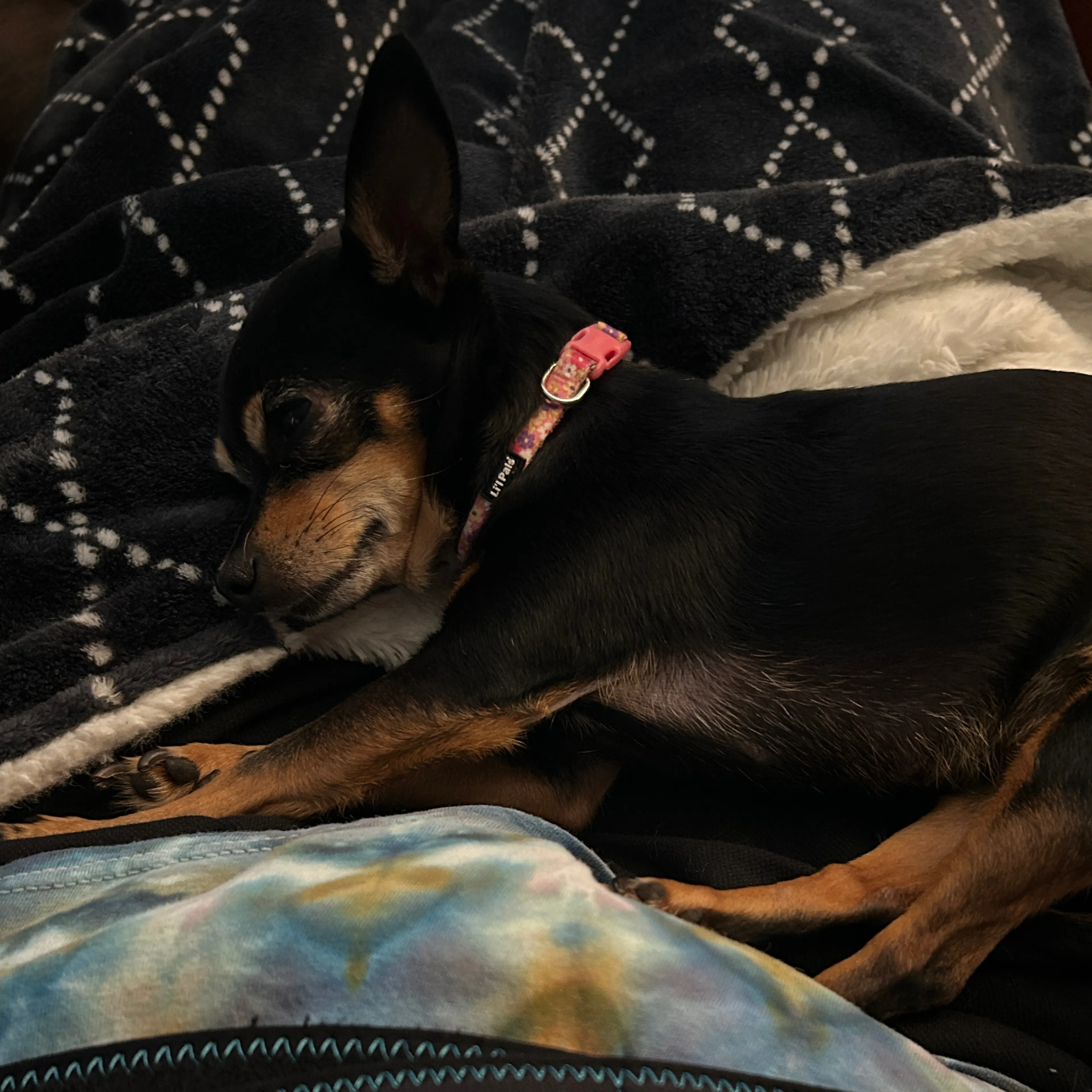 Lost pet-1