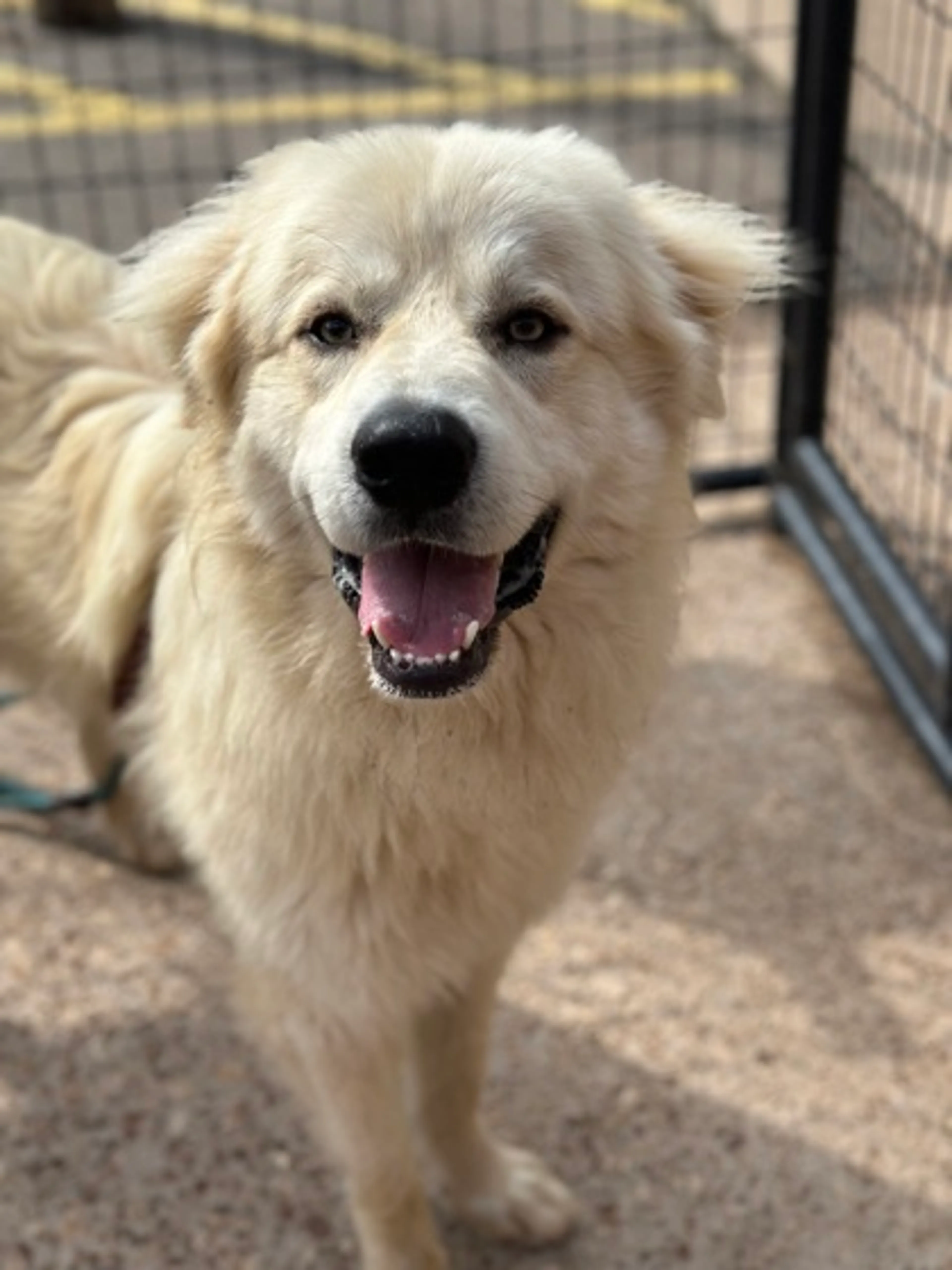 Found pet