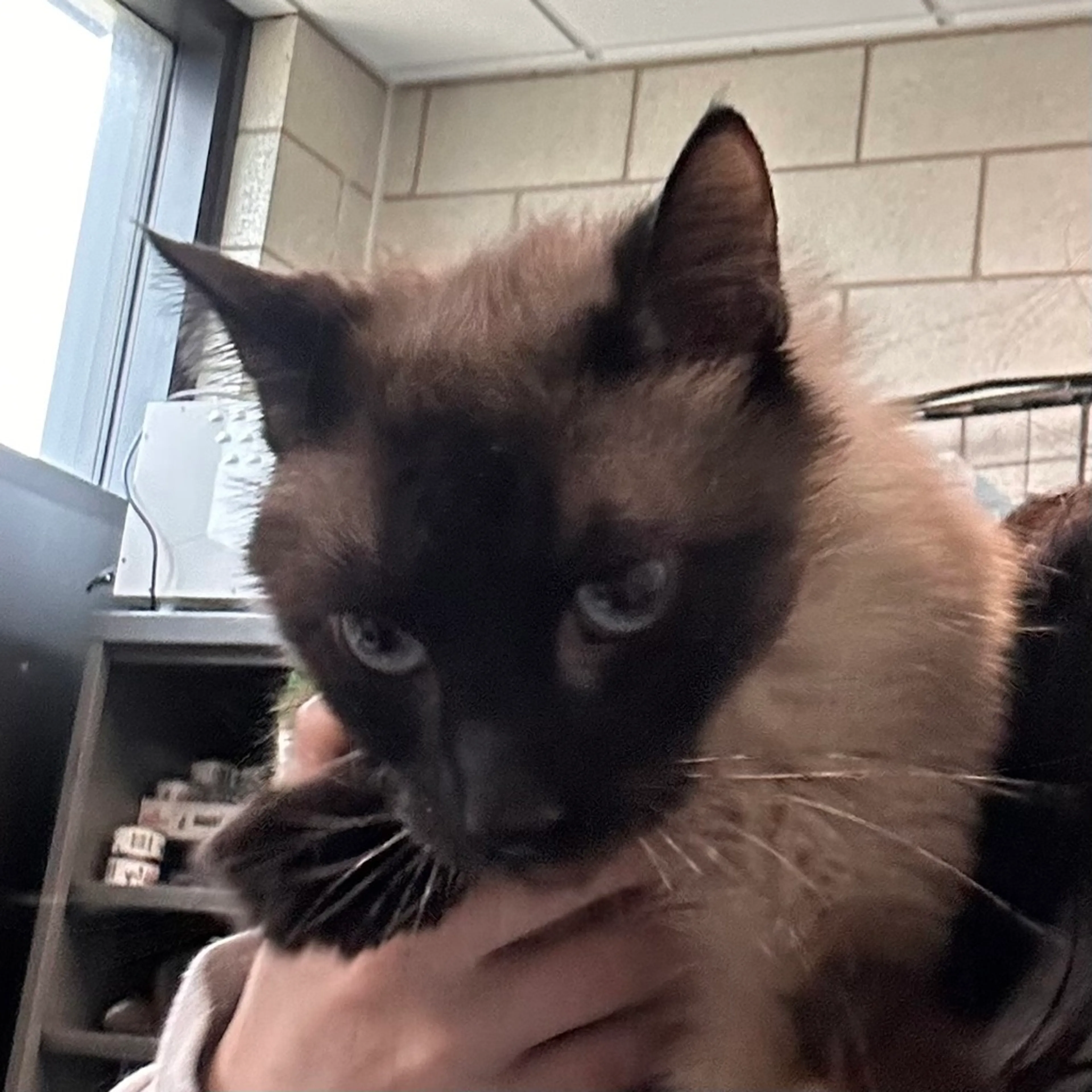 Found pet