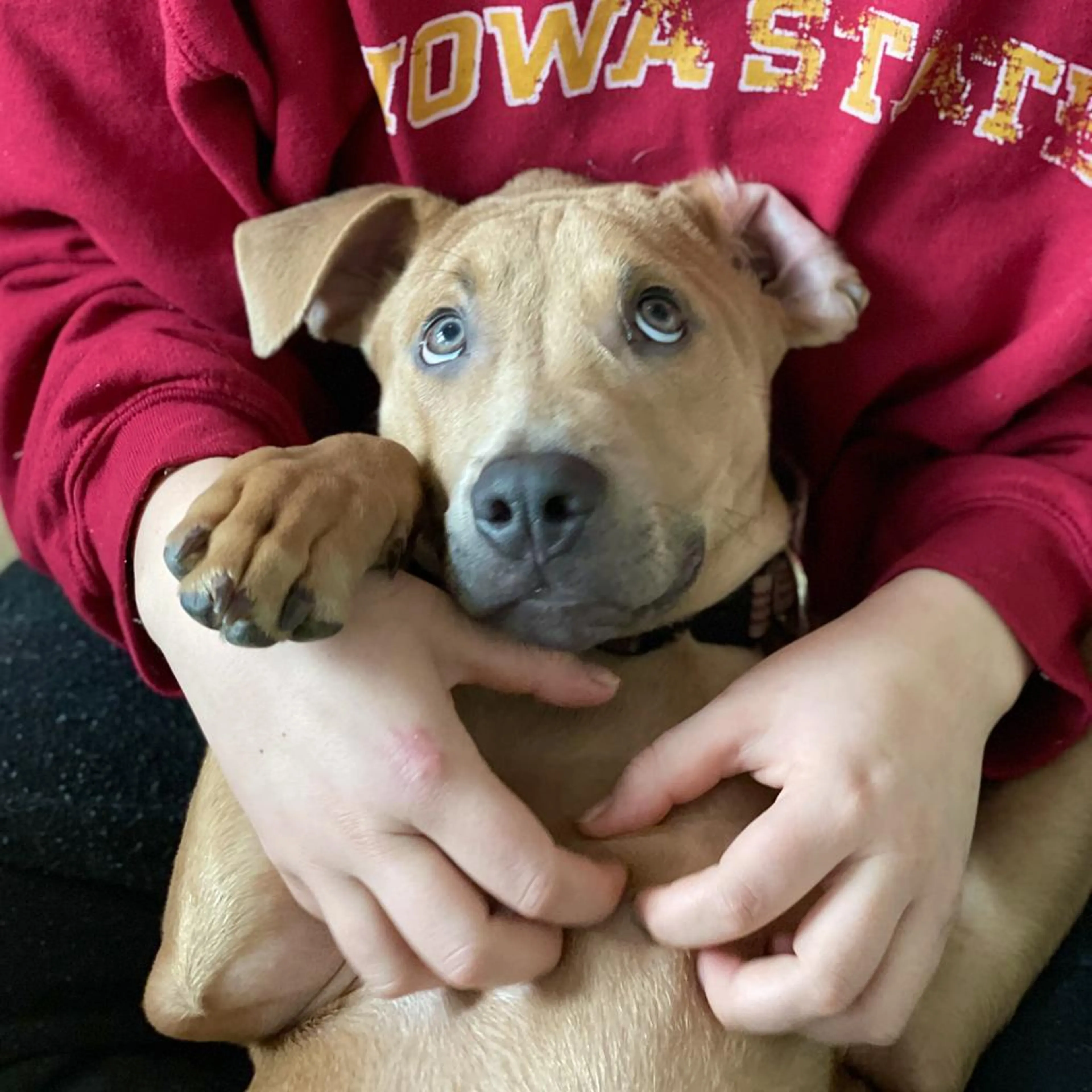 Found pet-3