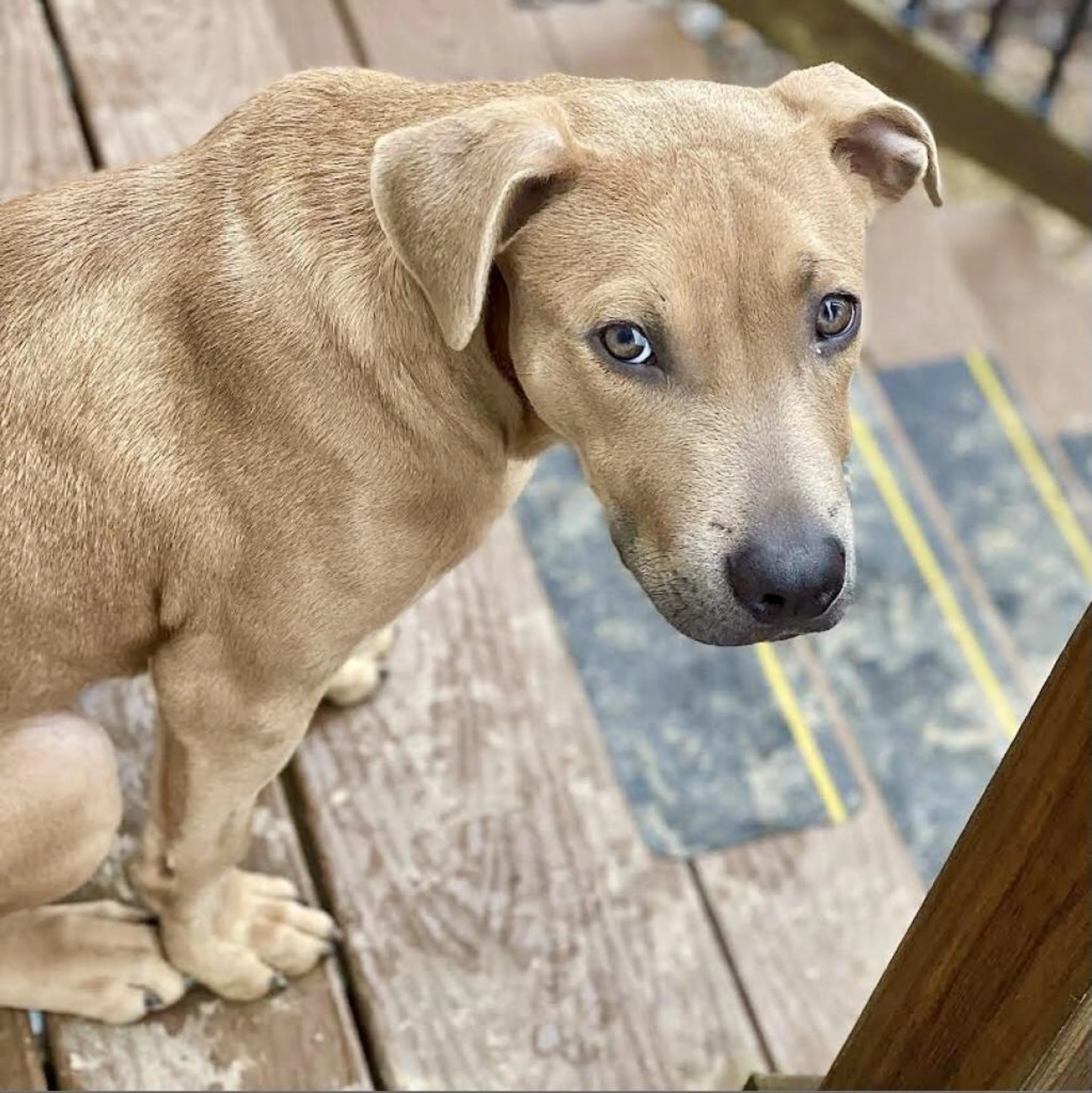 Found pet-2