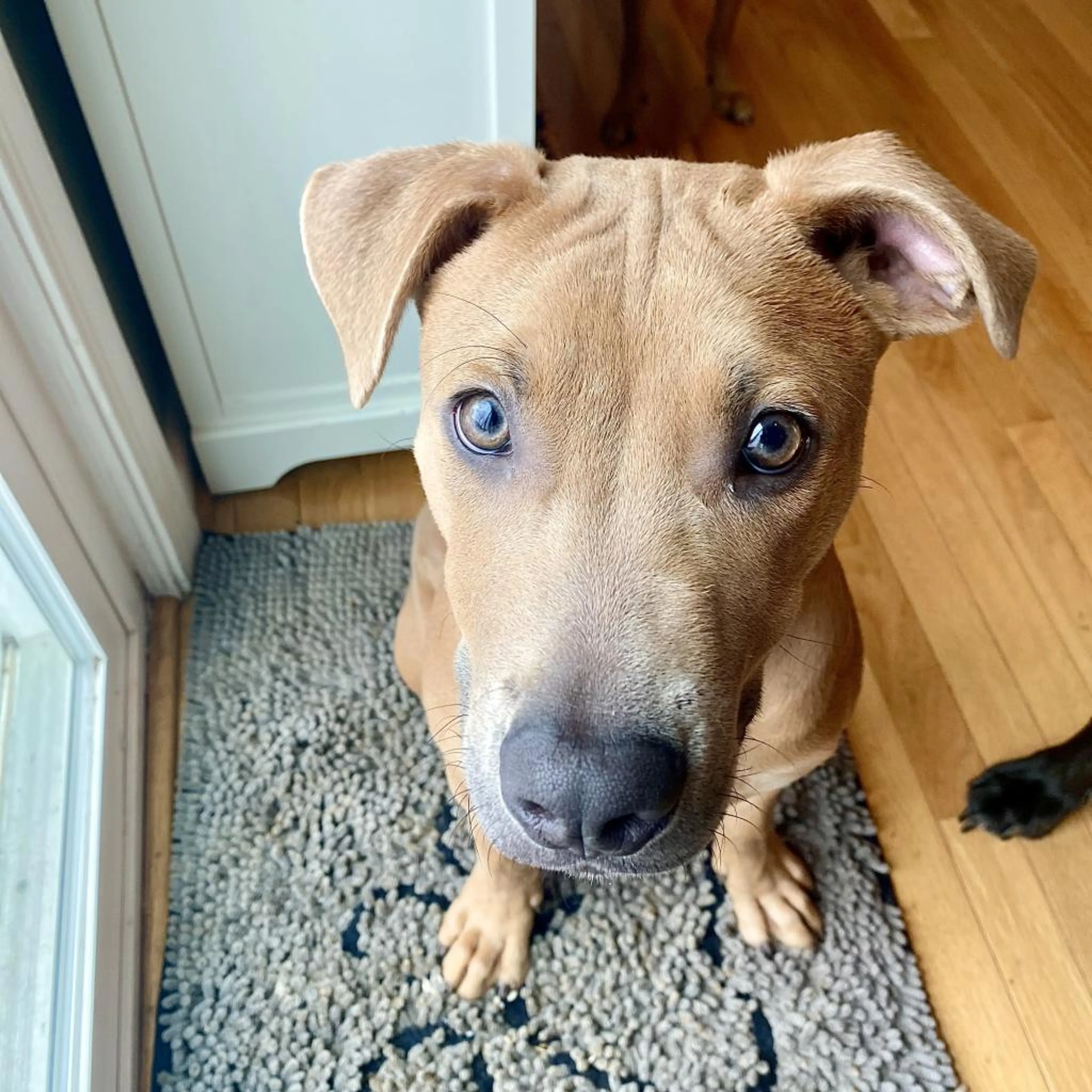 Found pet-5