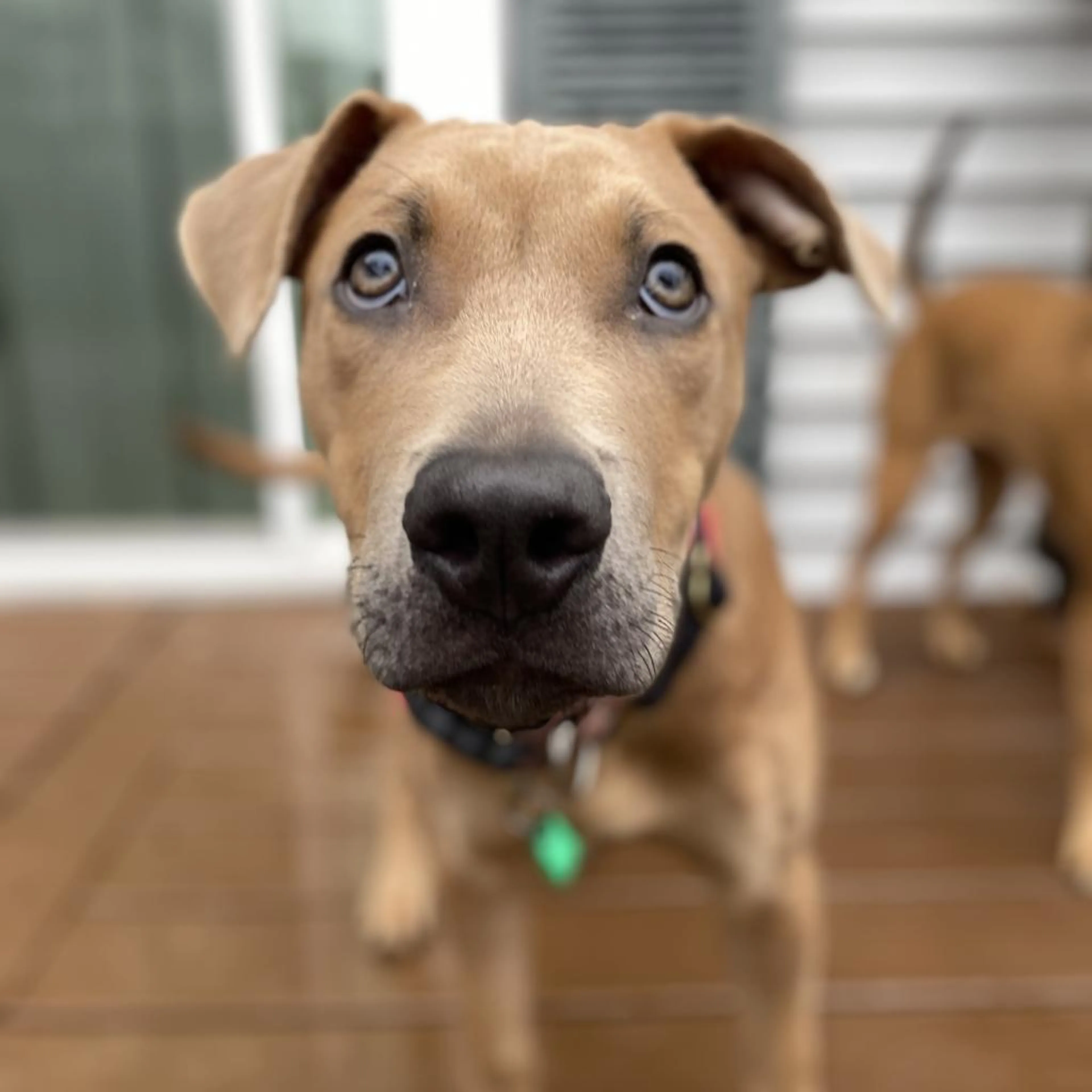 Found pet-4