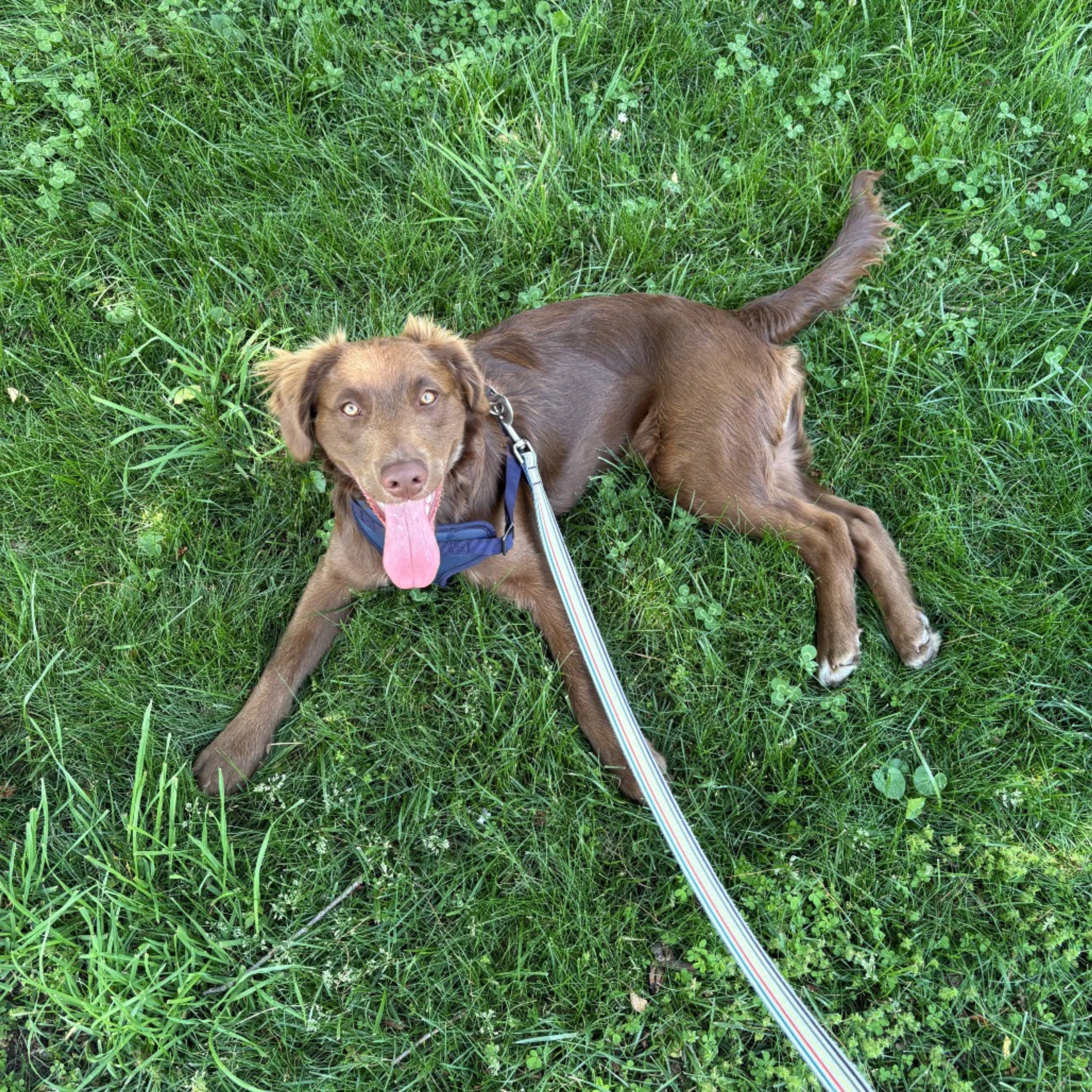 Found pet-0