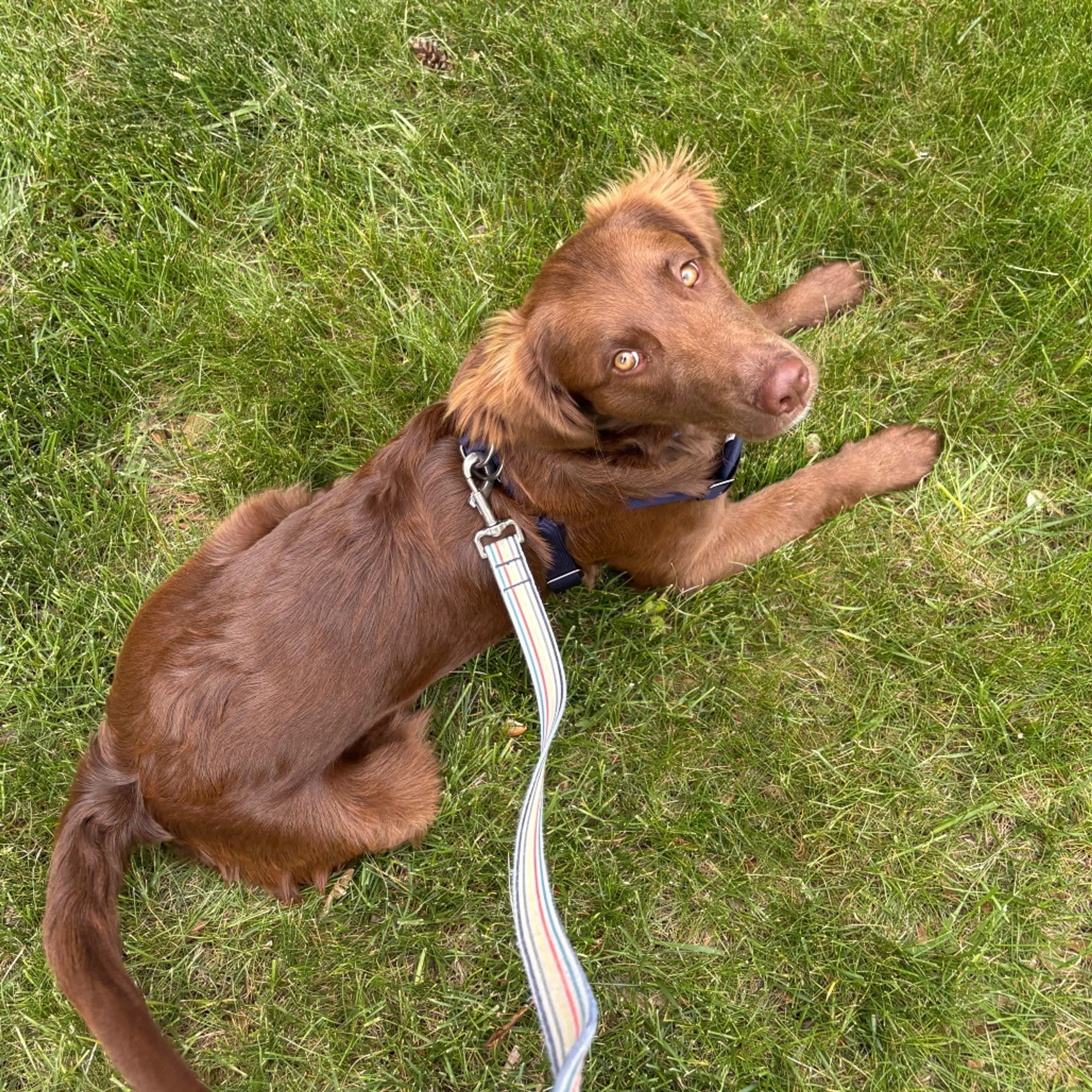 Found pet-3