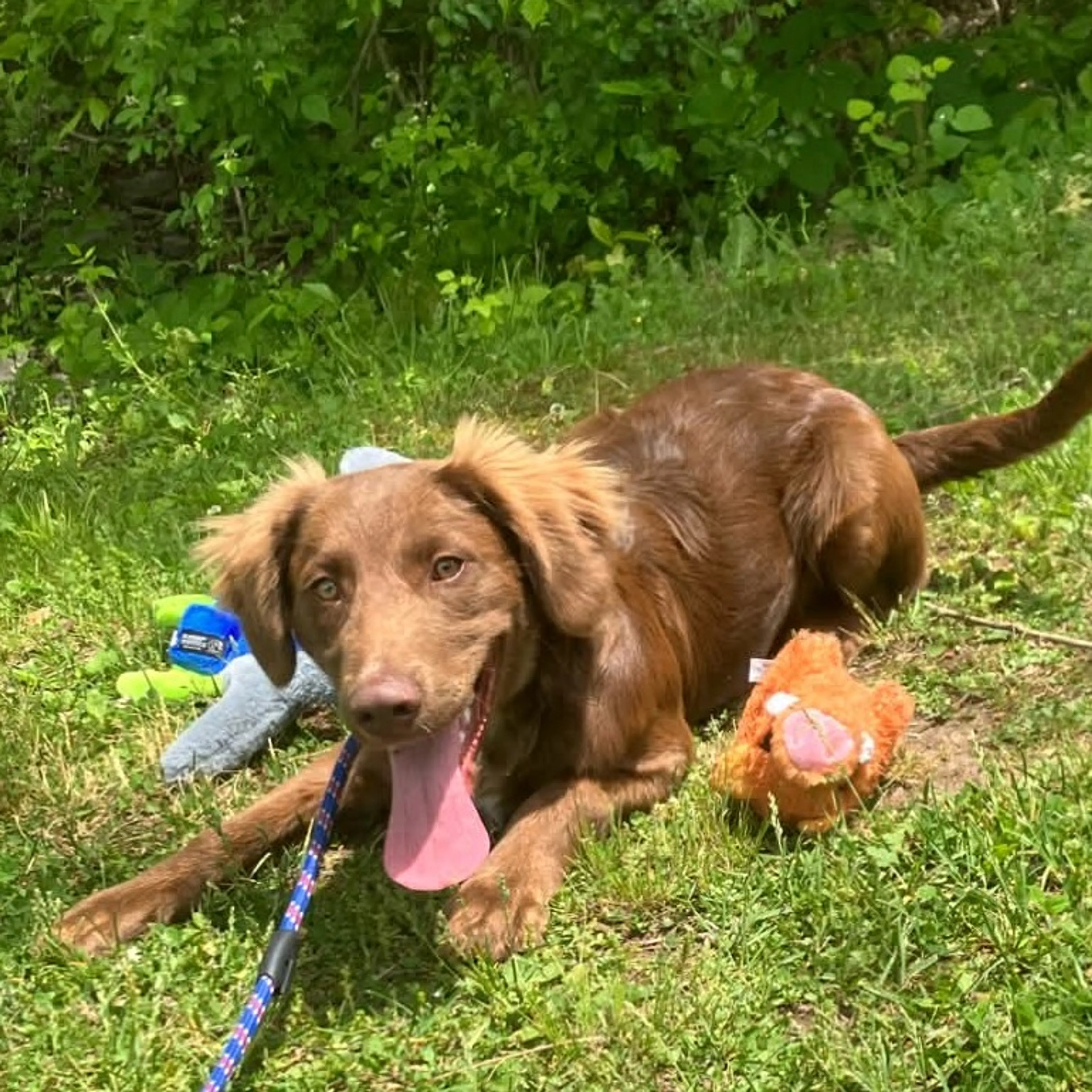 Found pet-1