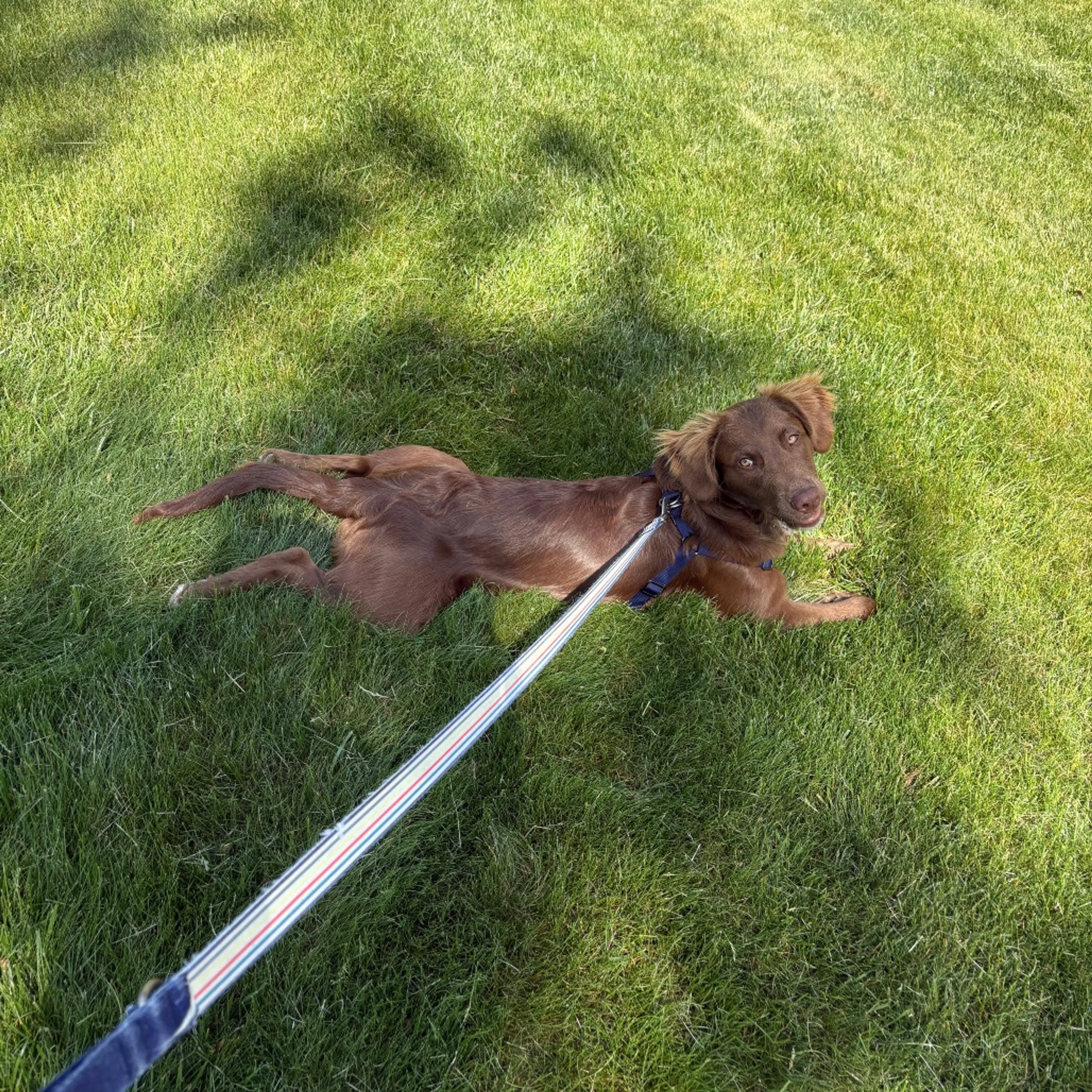 Found pet-2