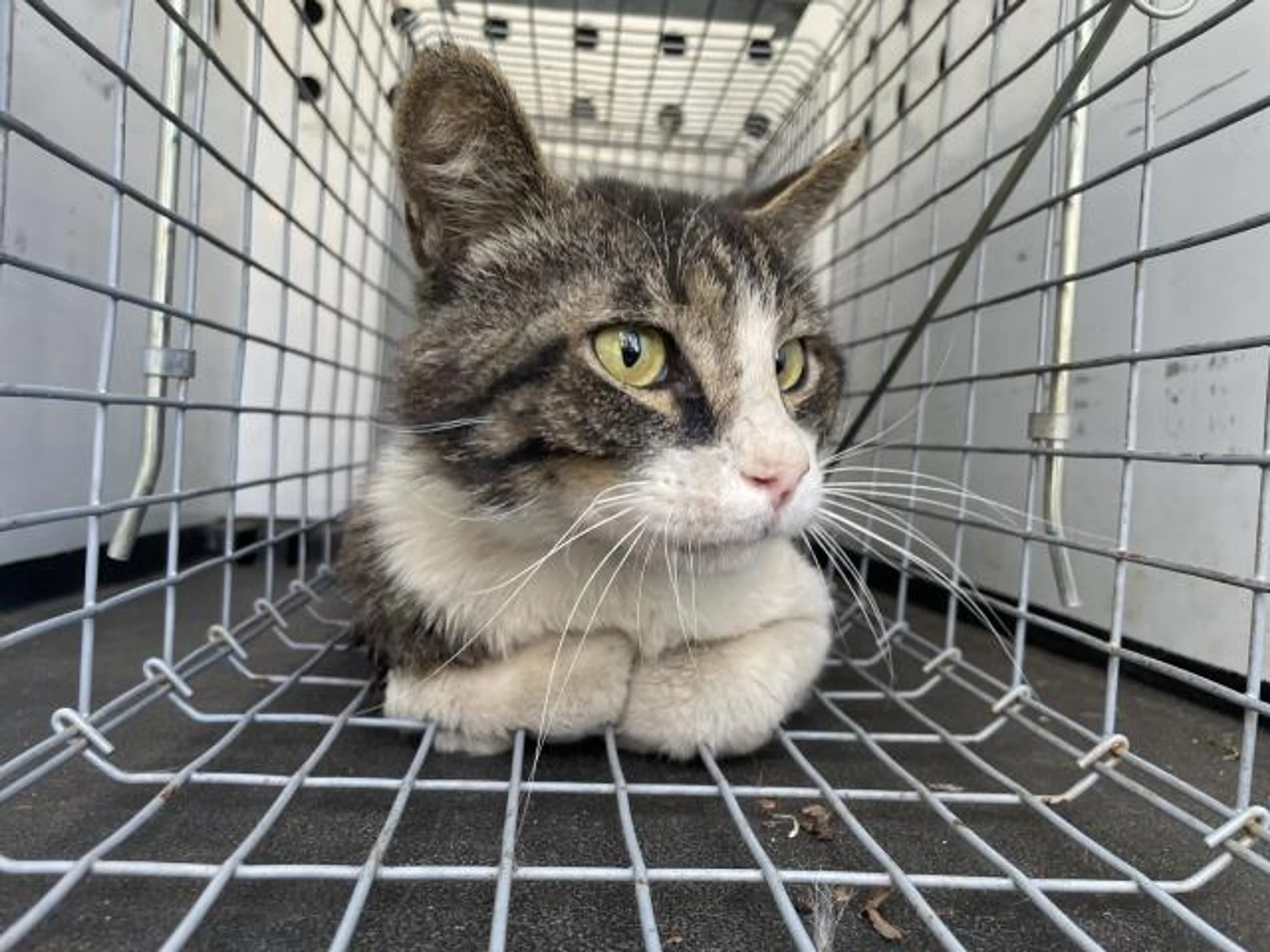 Found pet