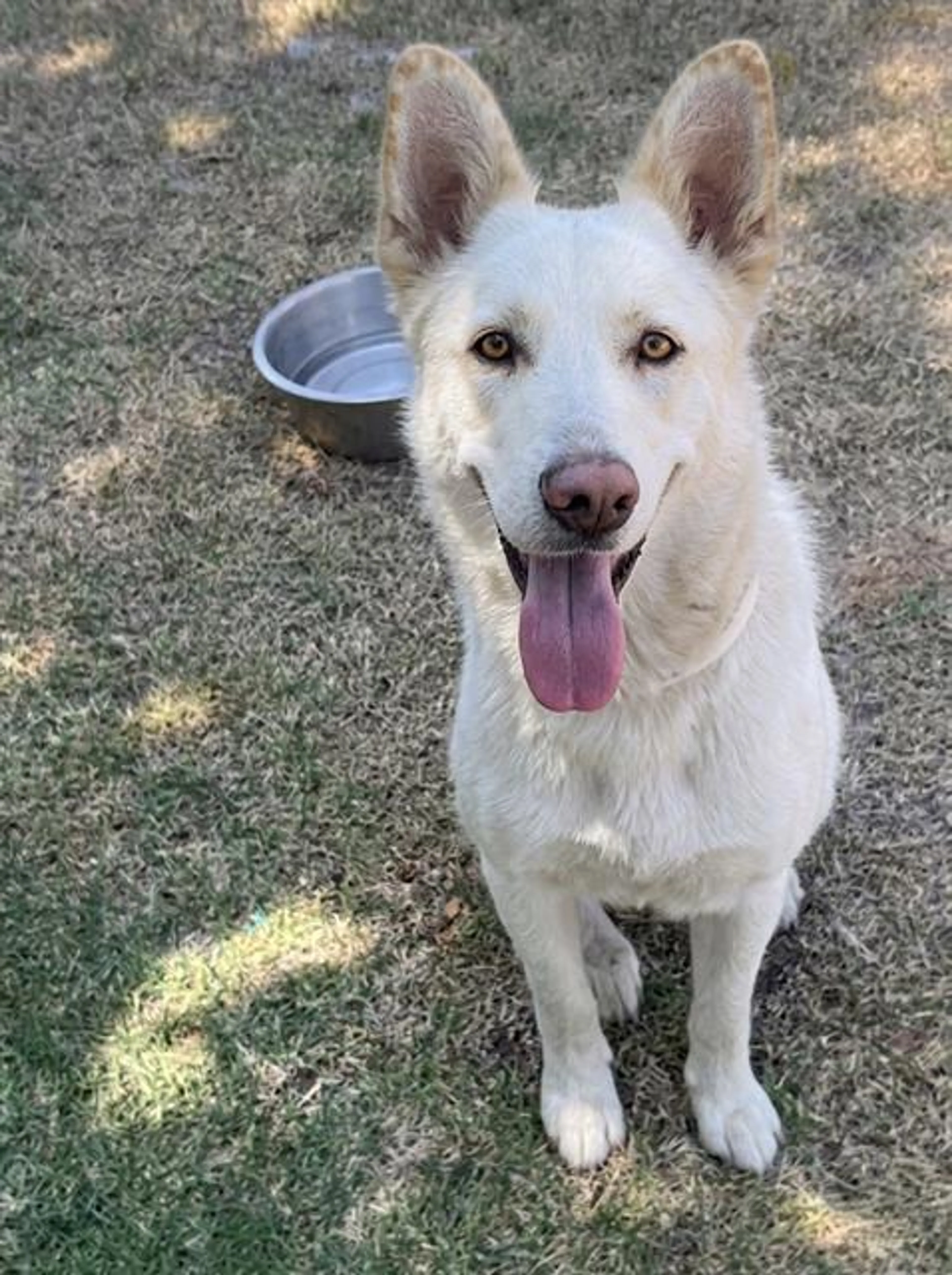 Found pet