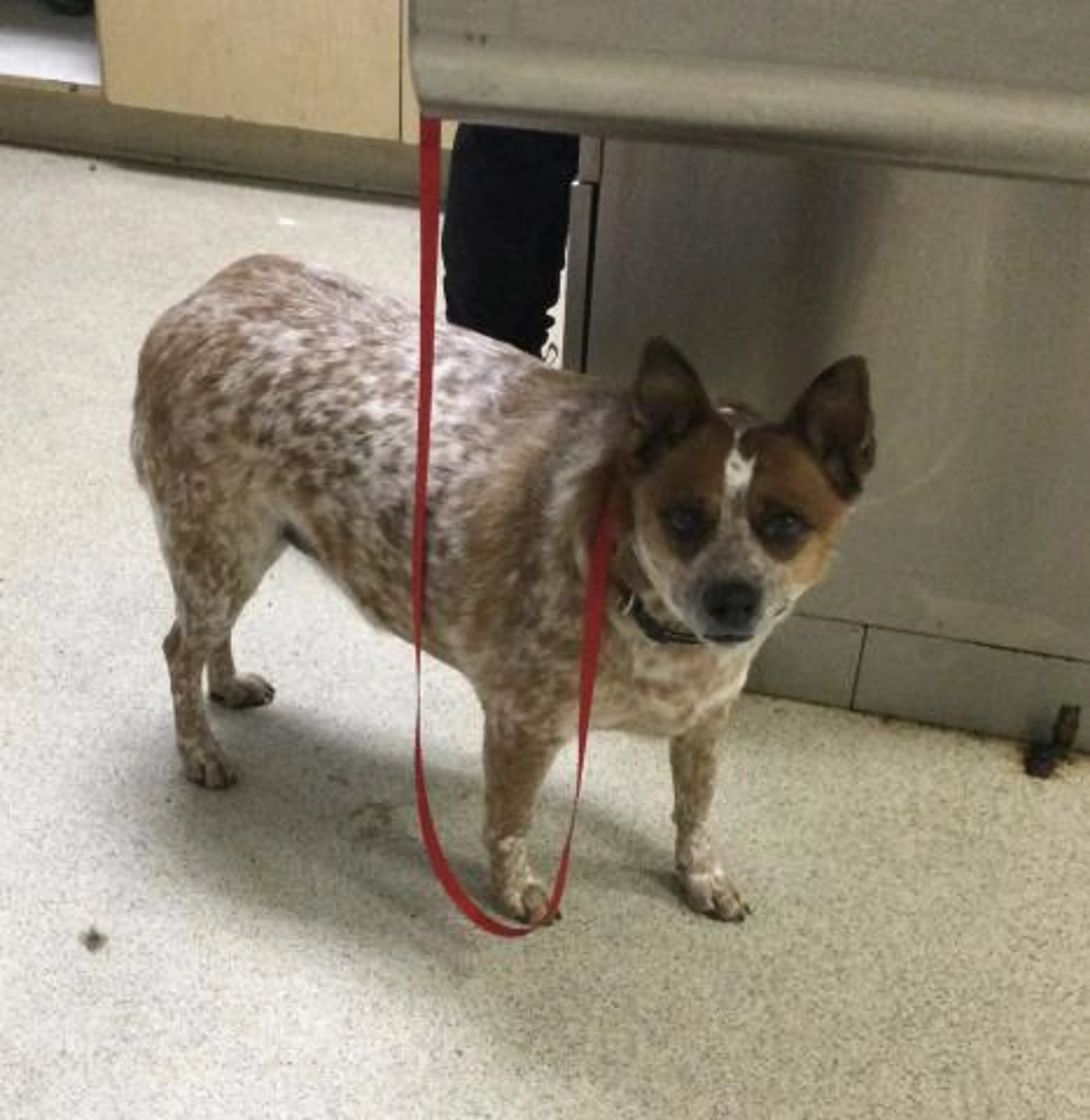 Found pet