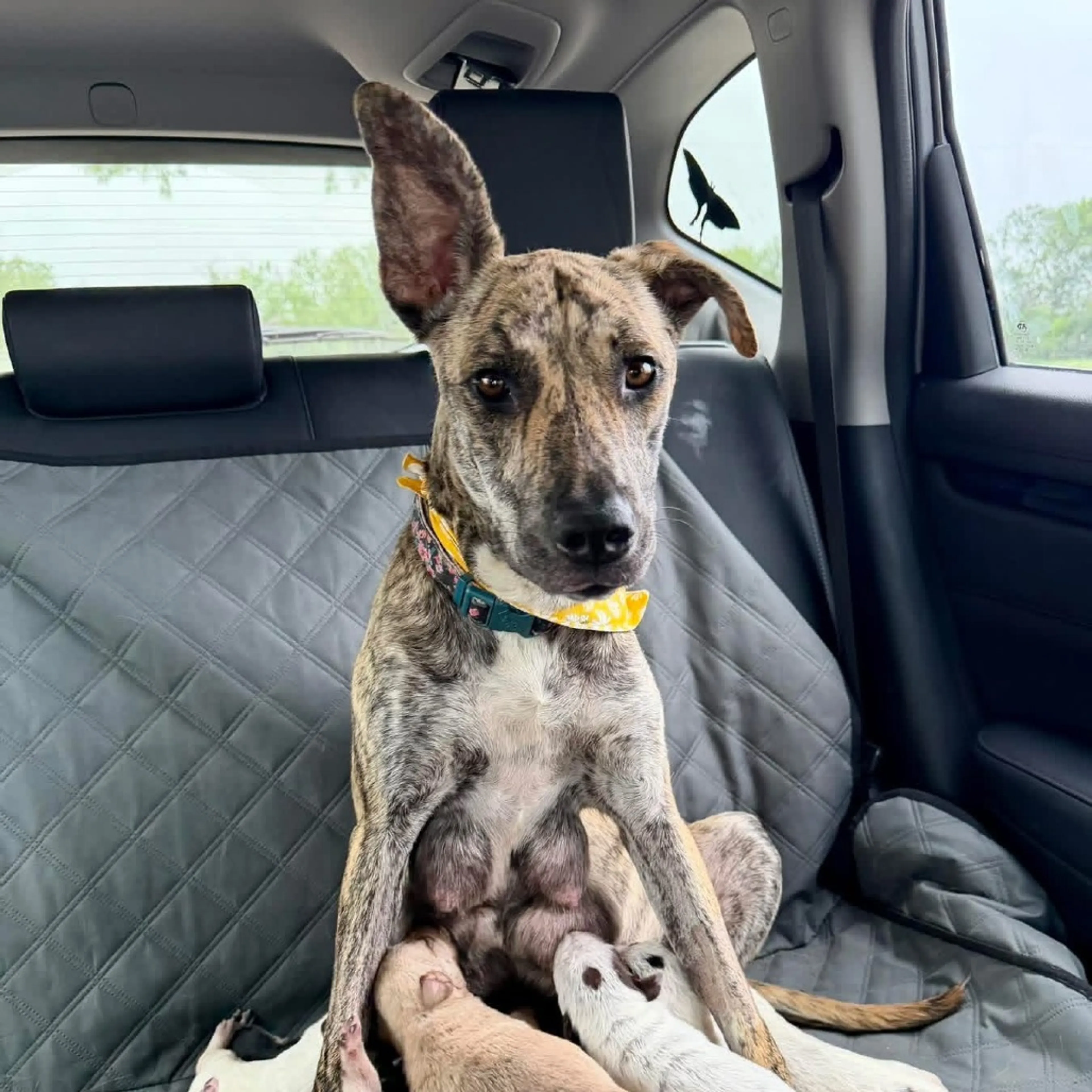 Found pet