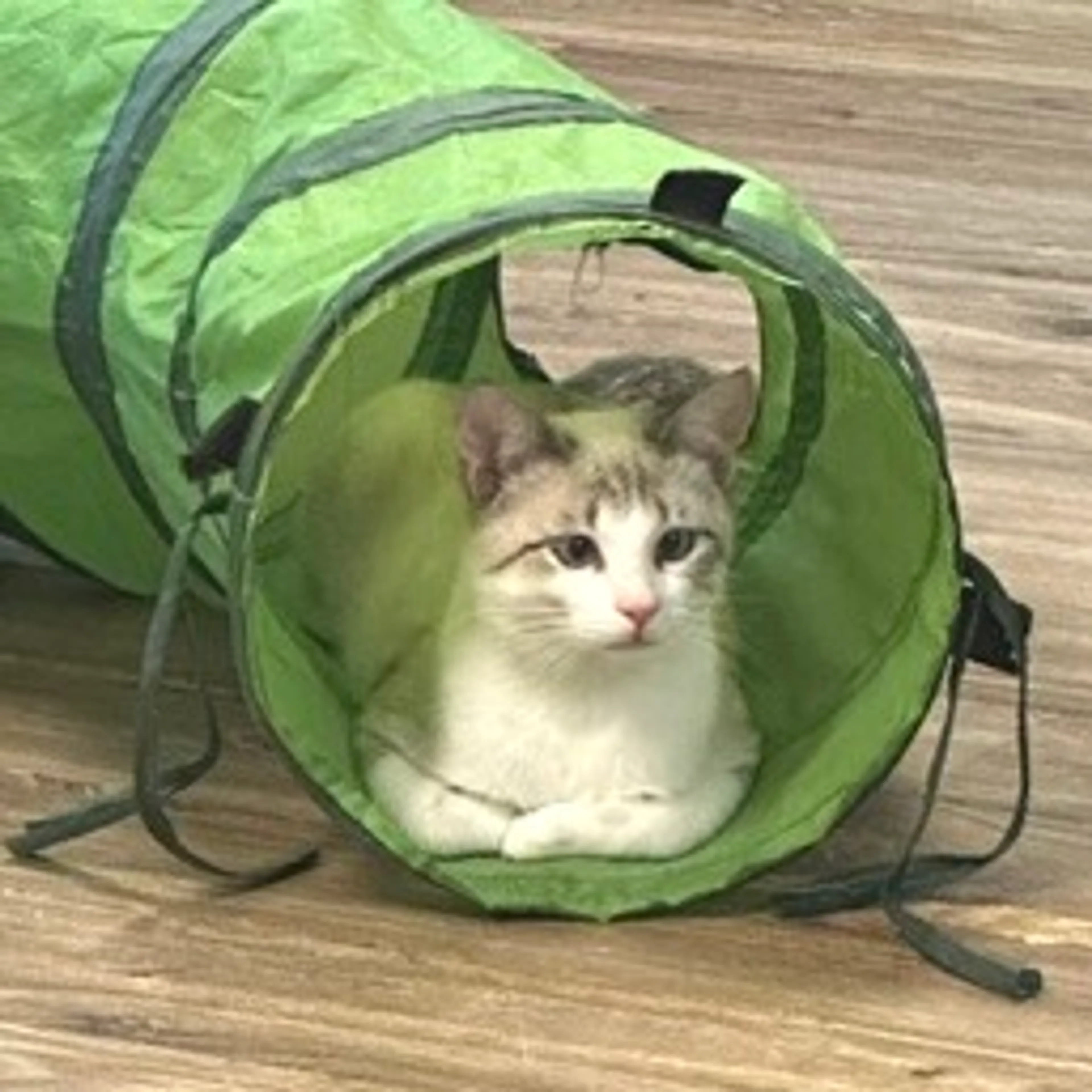 Found pet-2
