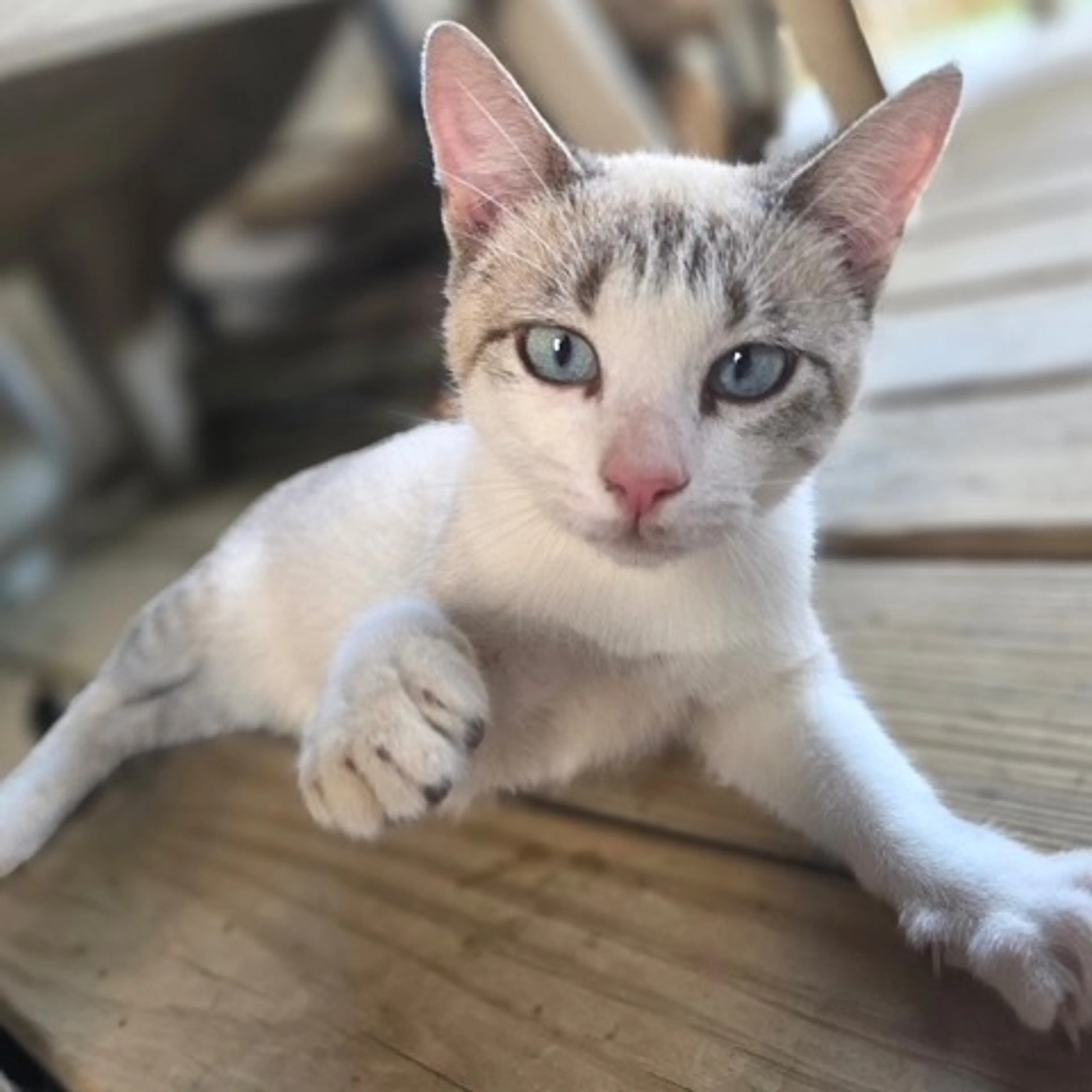Found pet-1