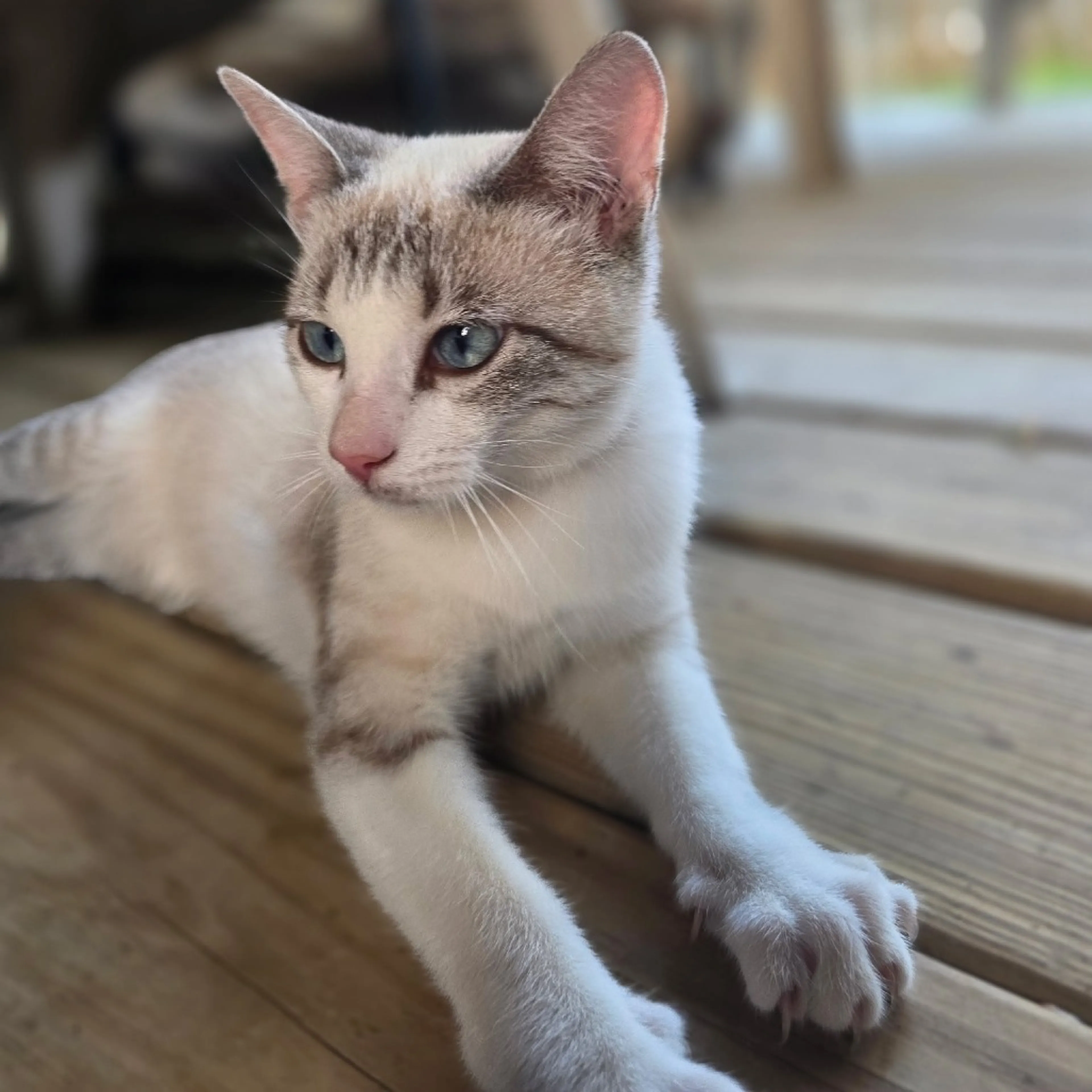 Found pet-0