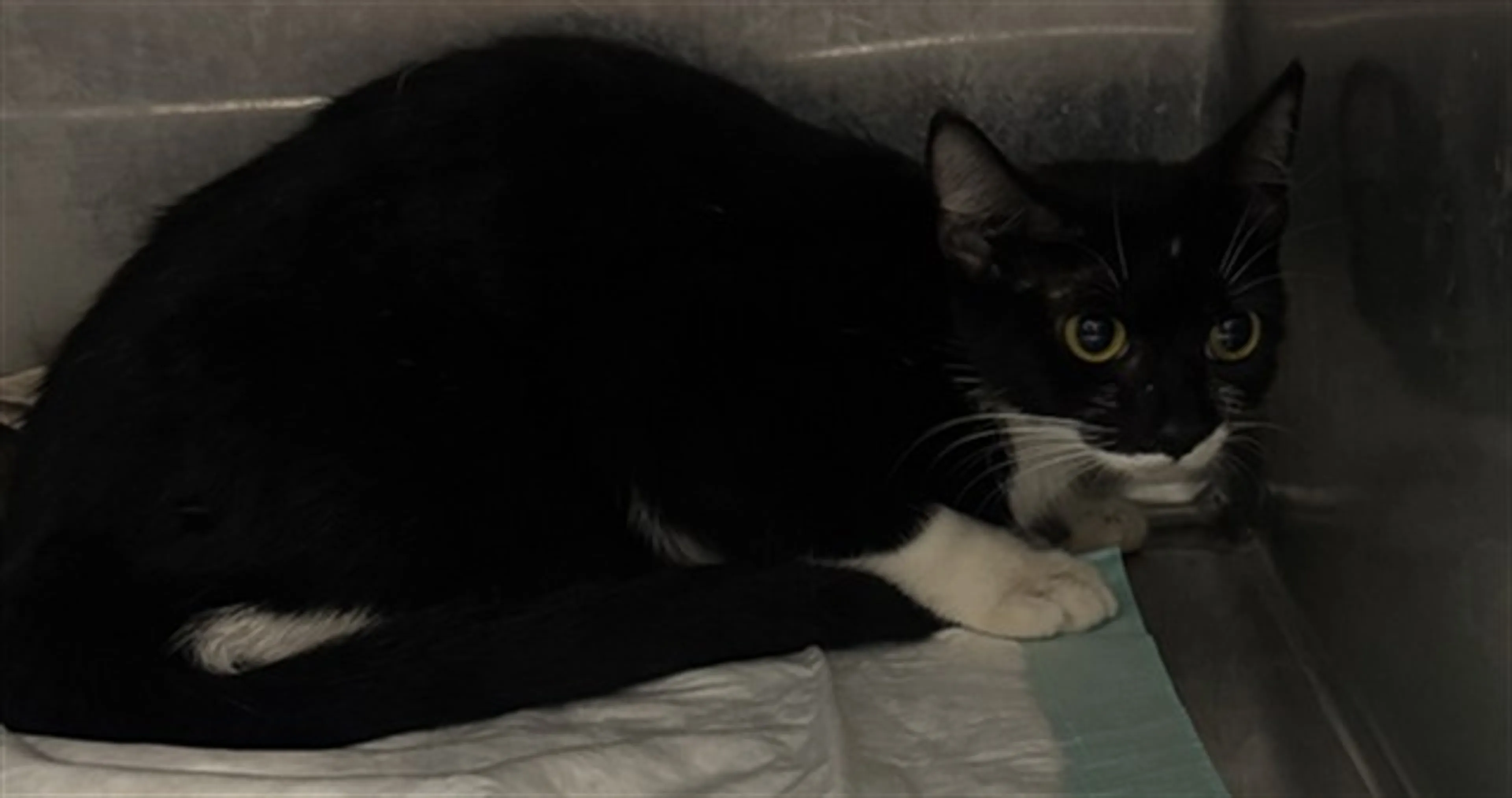 Found pet