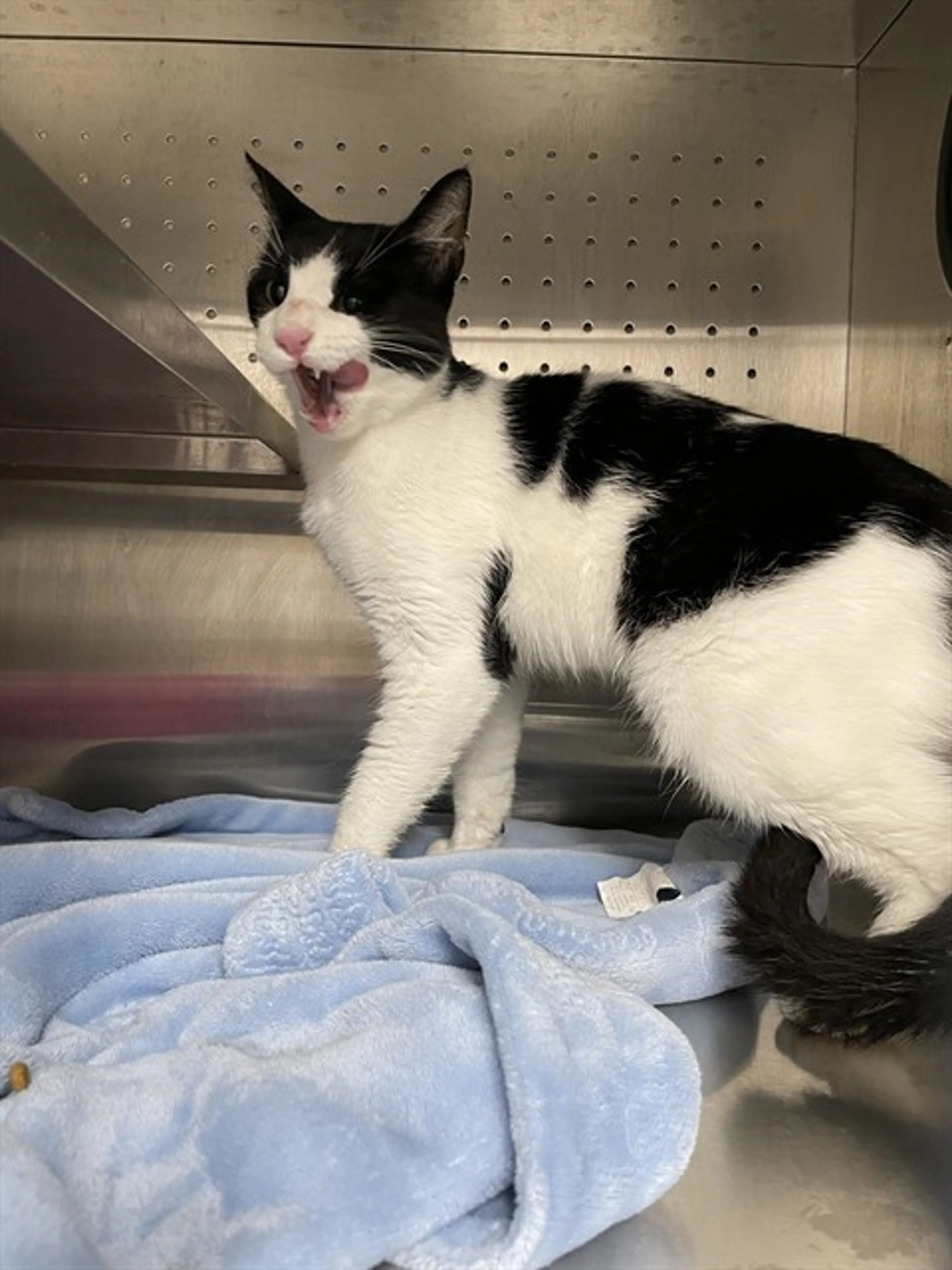 Found pet