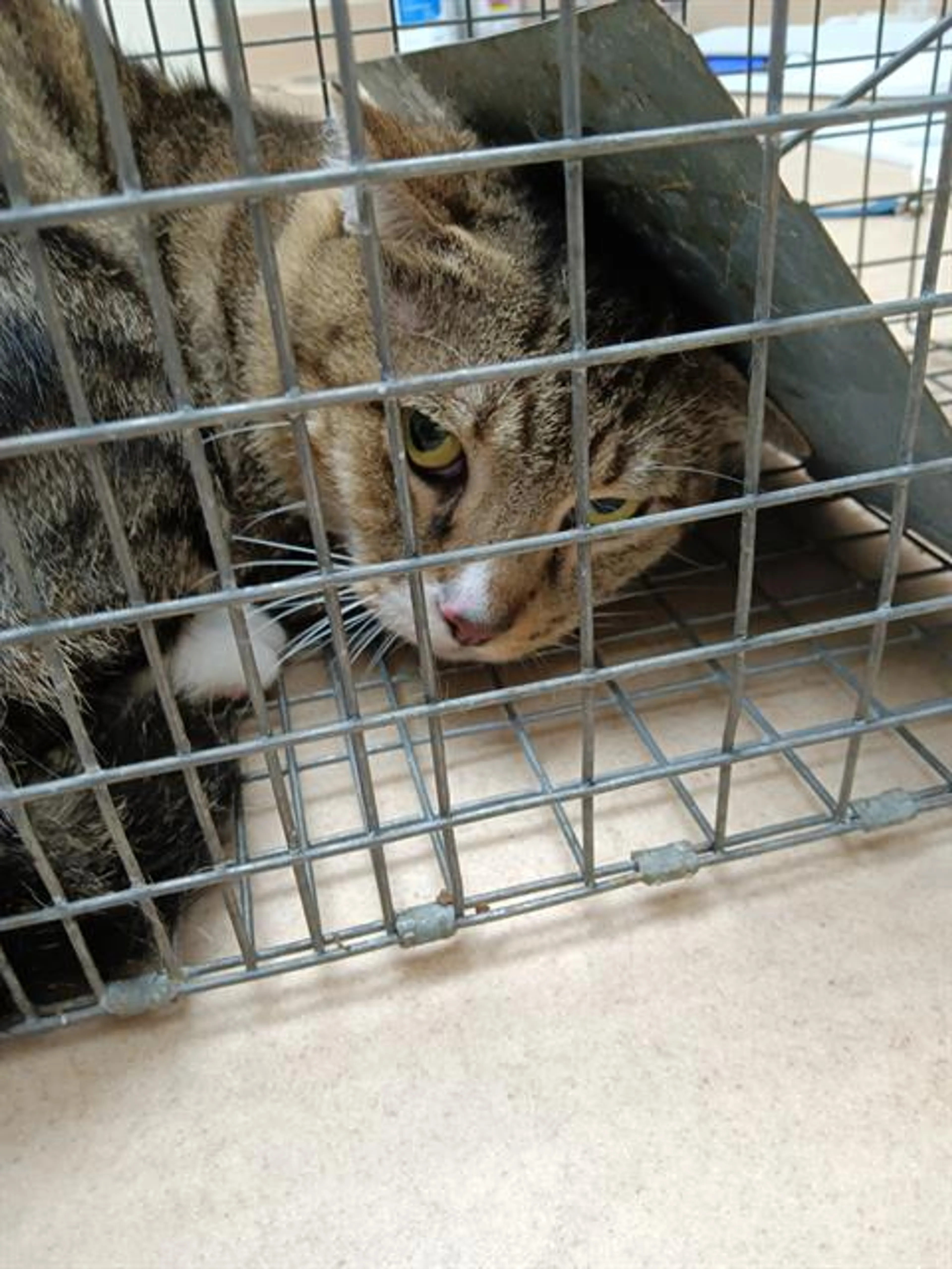 Found pet