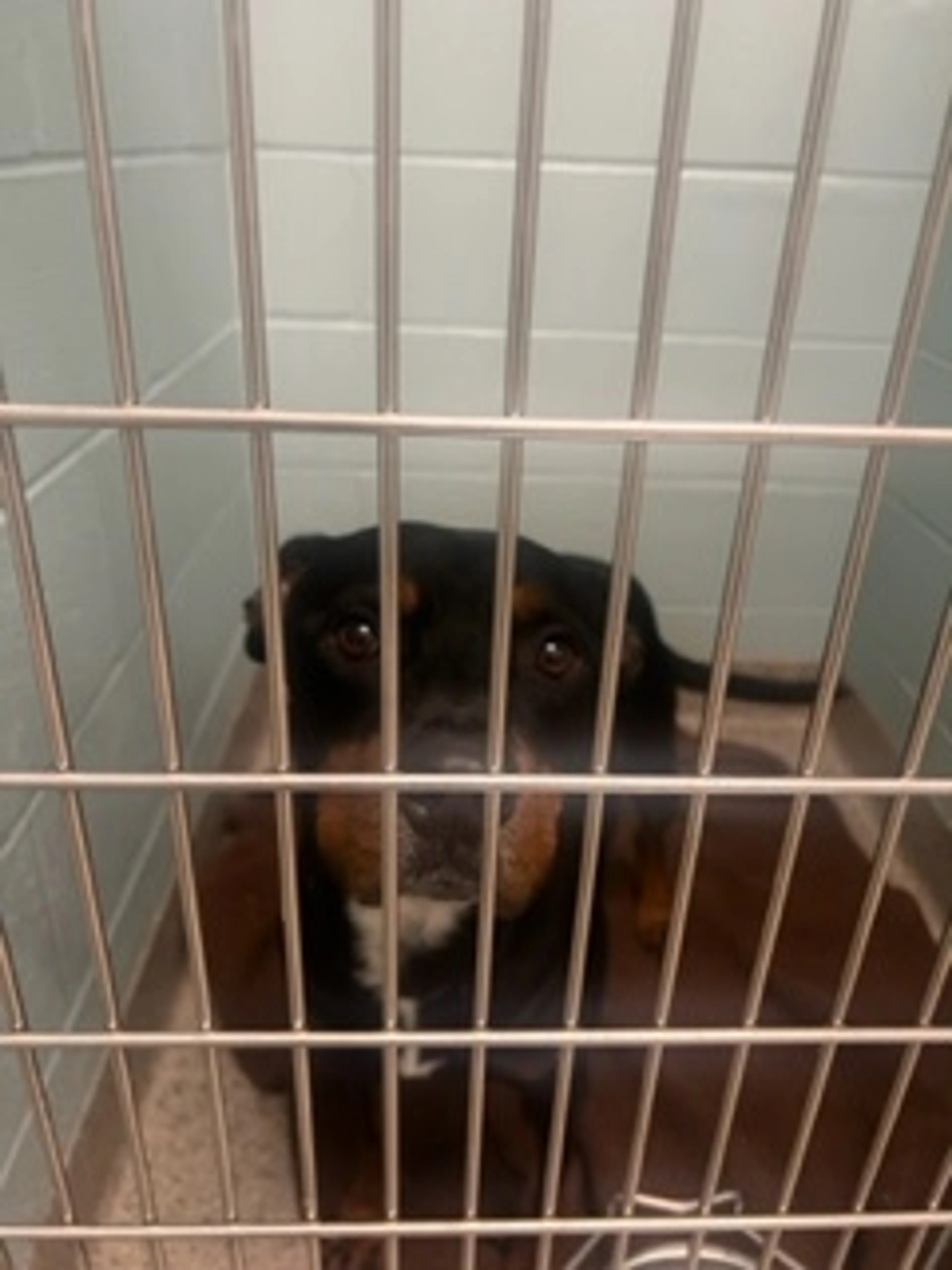 Found pet-1
