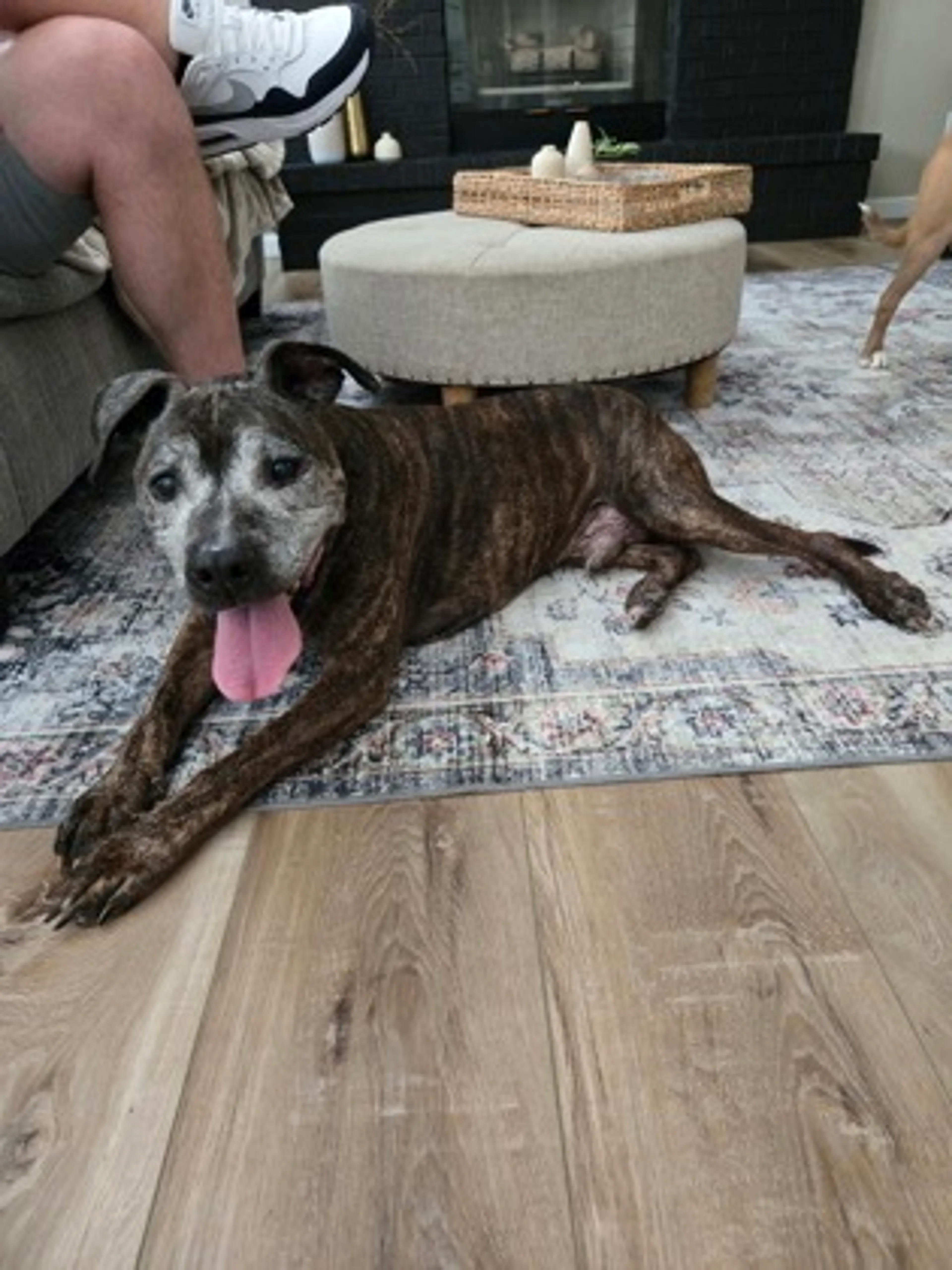 Found pet