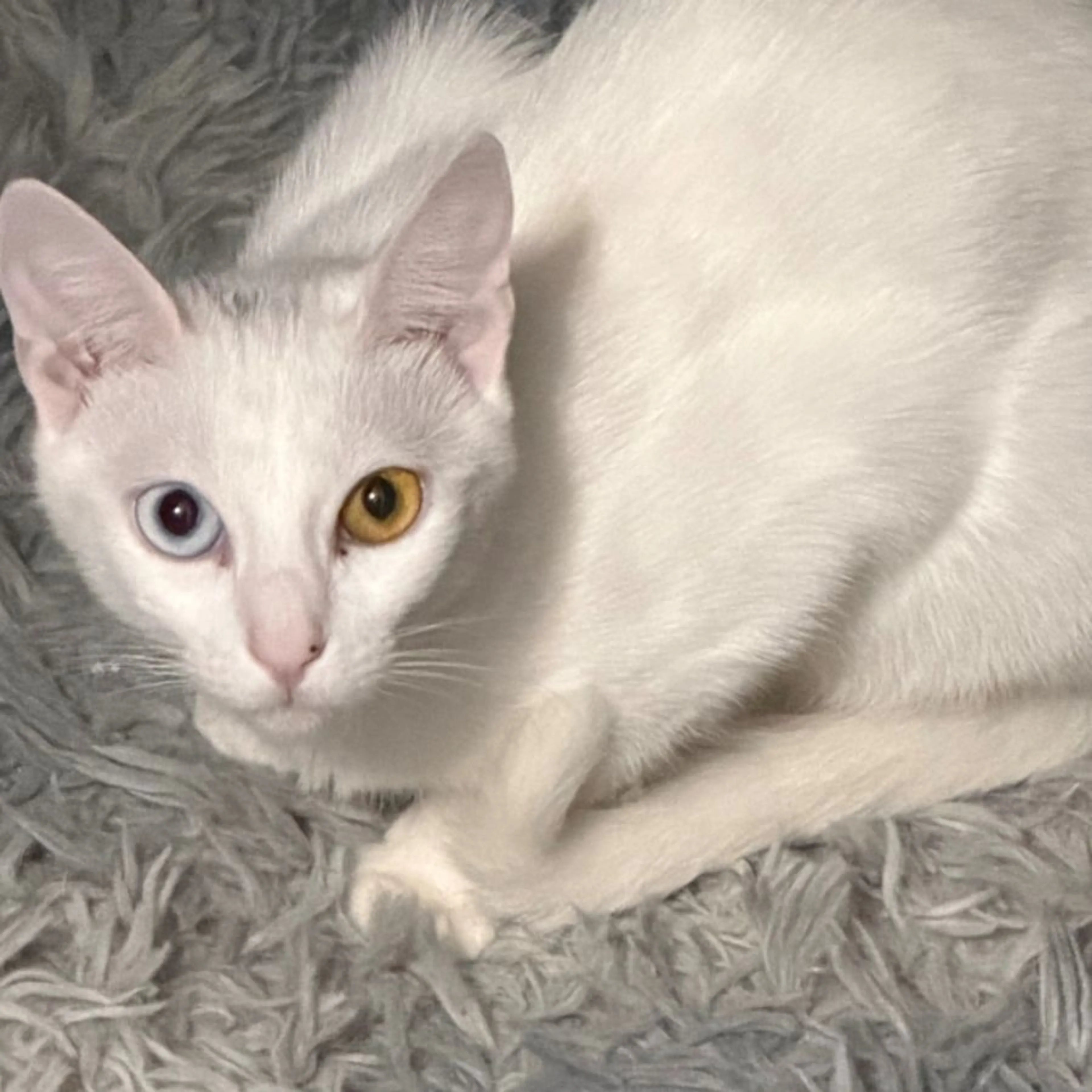 Lost pet