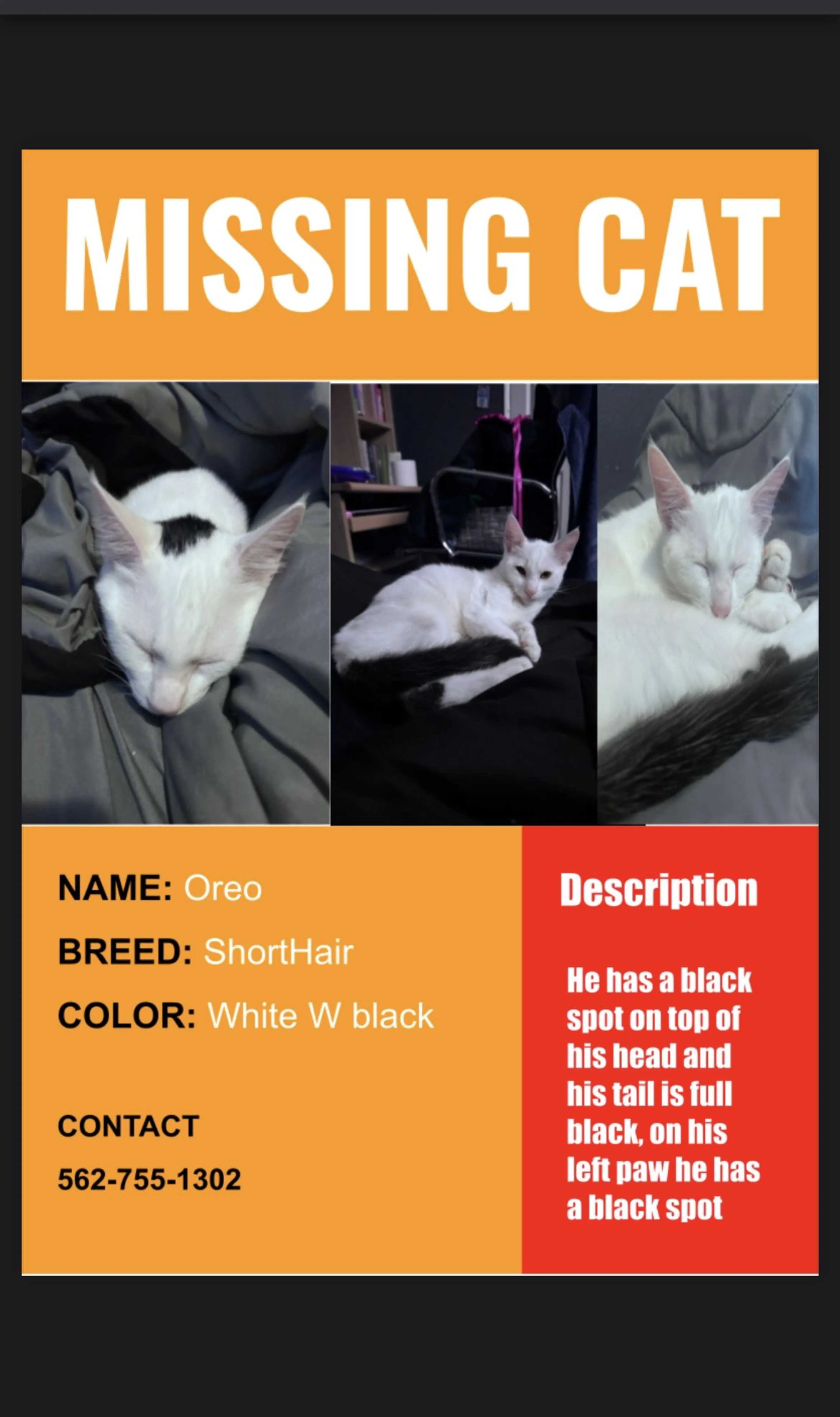 Lost pet