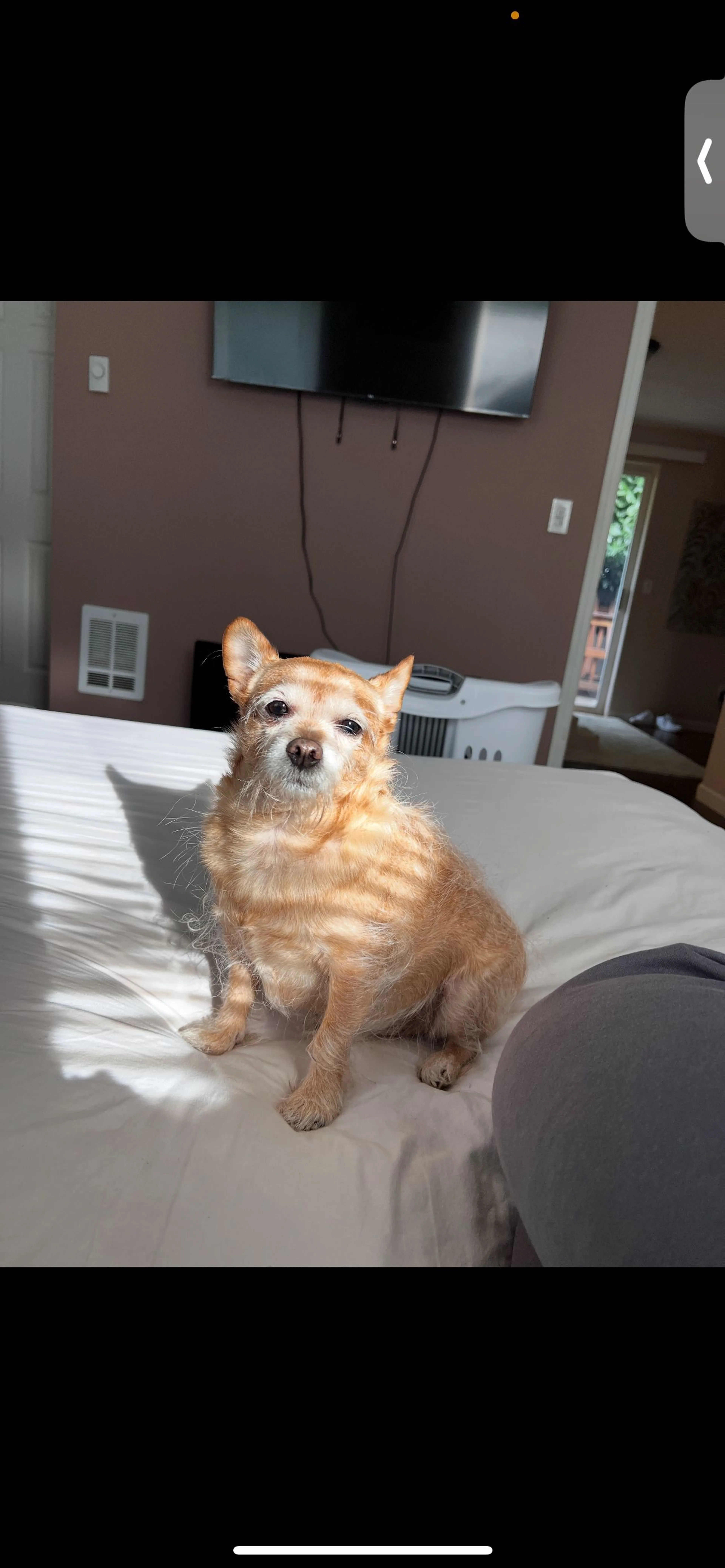 Lost pet