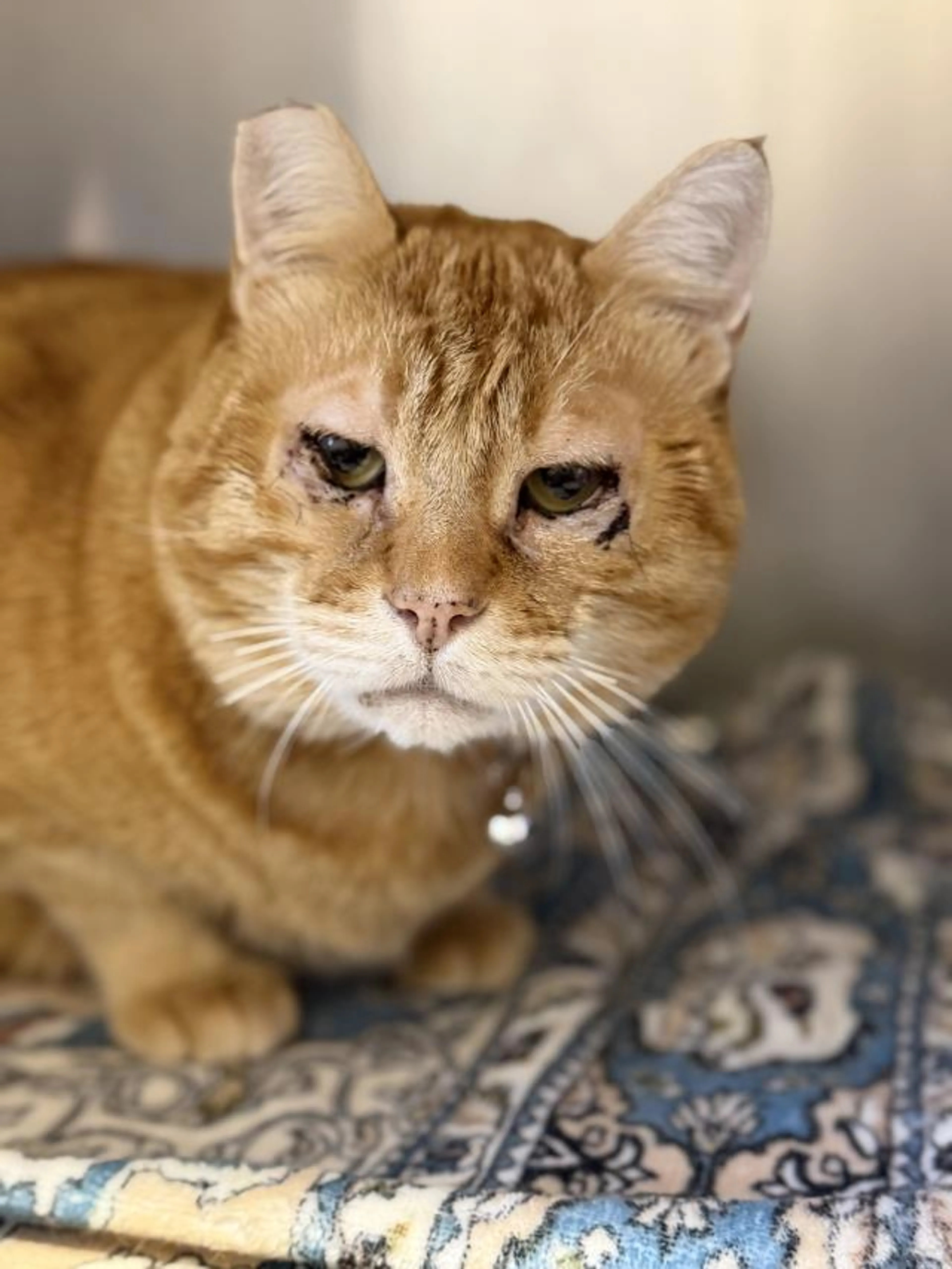 Found pet