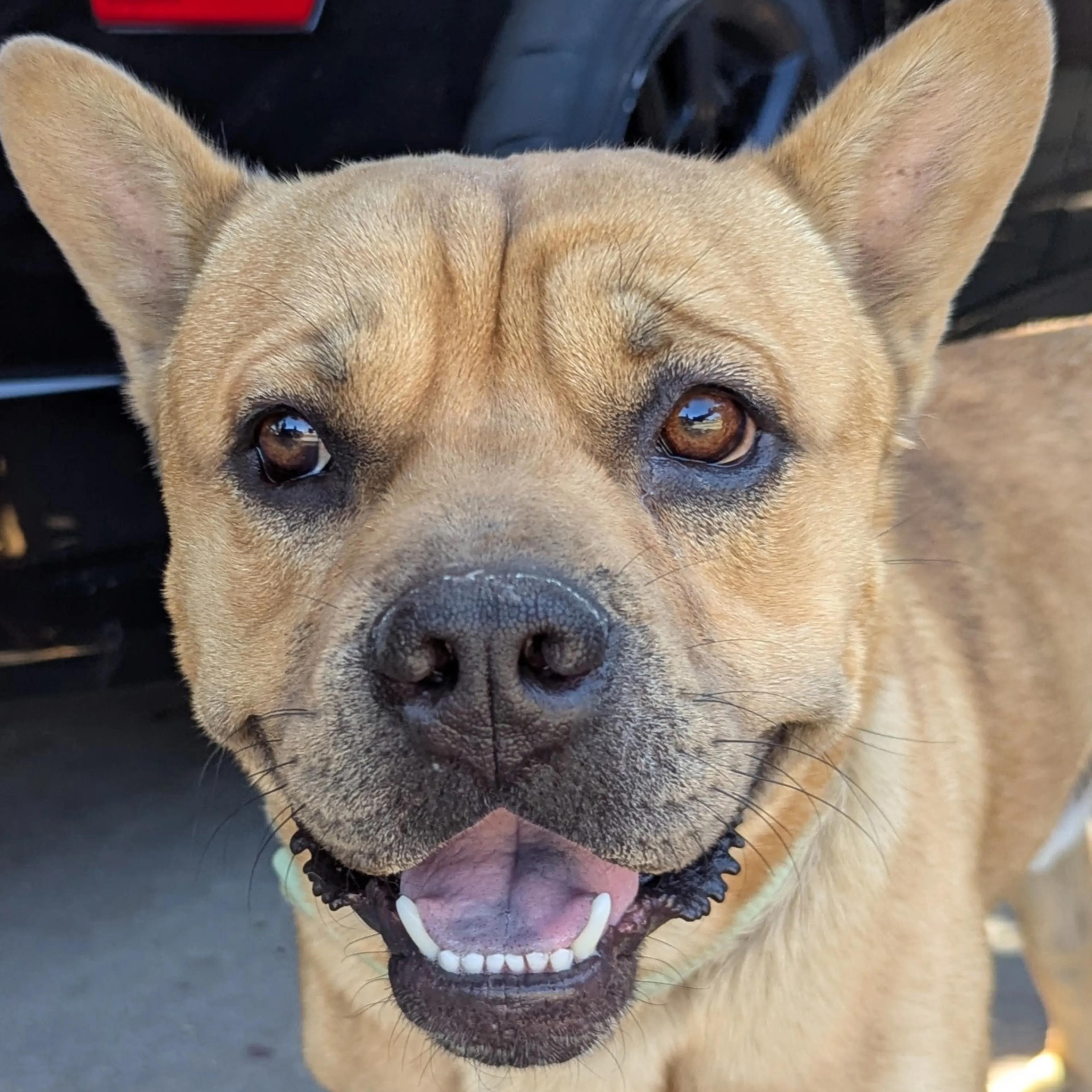 Found pet-2