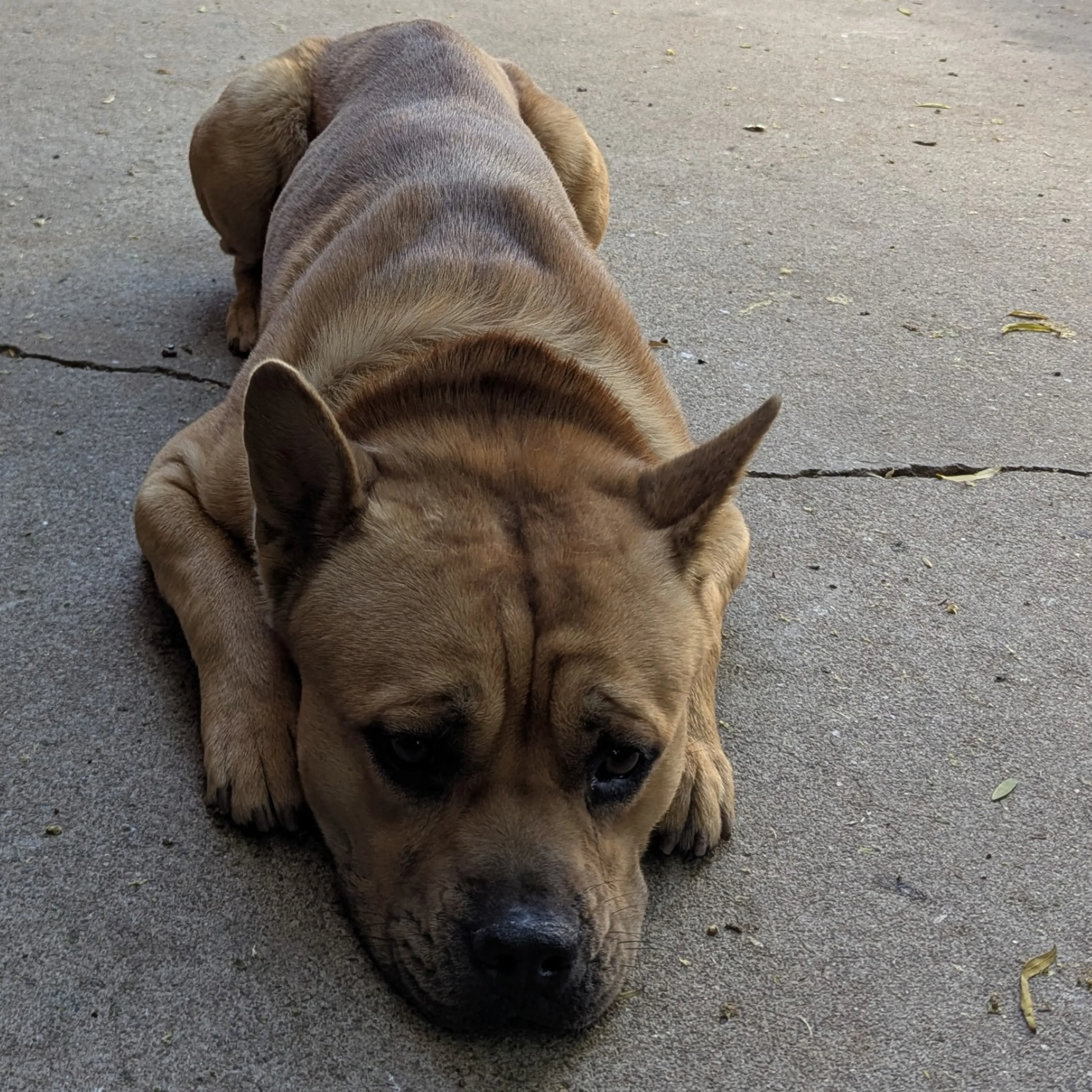 Found pet-3