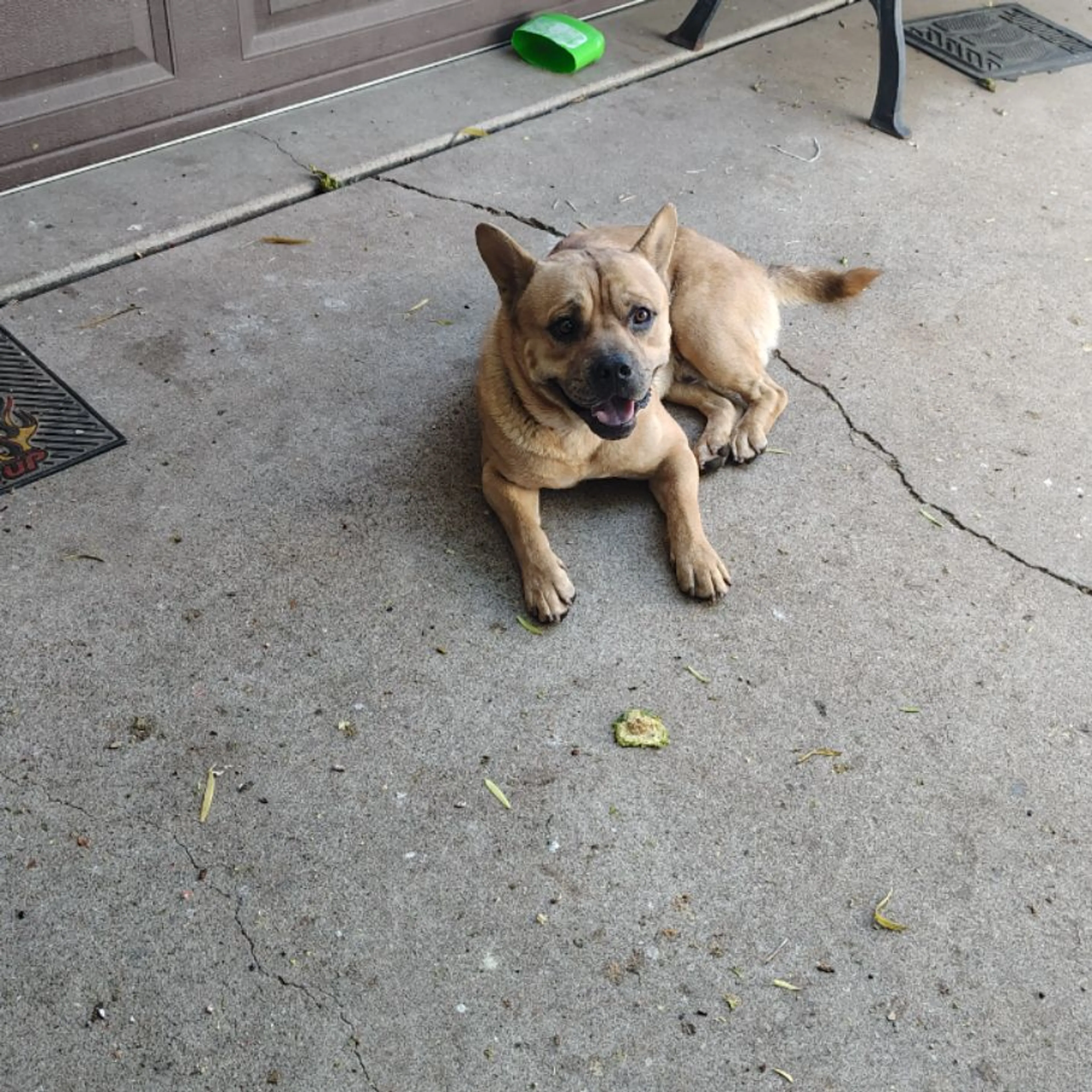 Found pet-0
