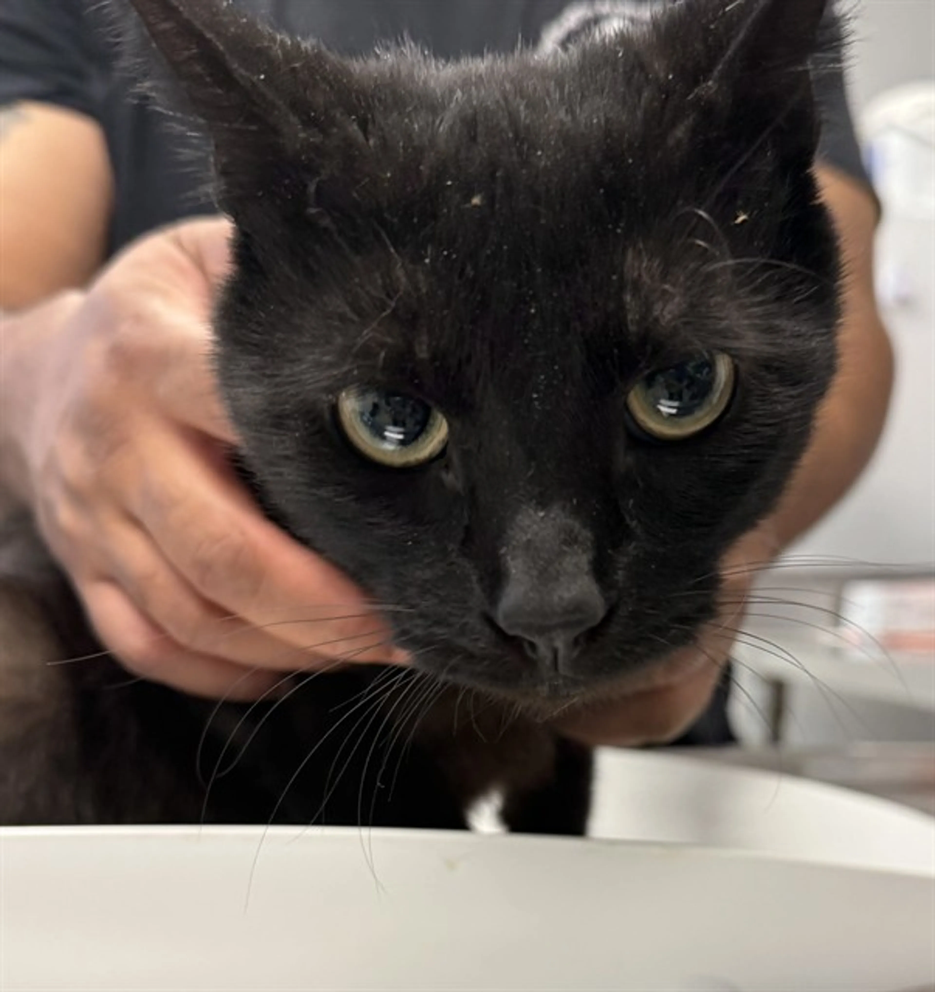 Found pet