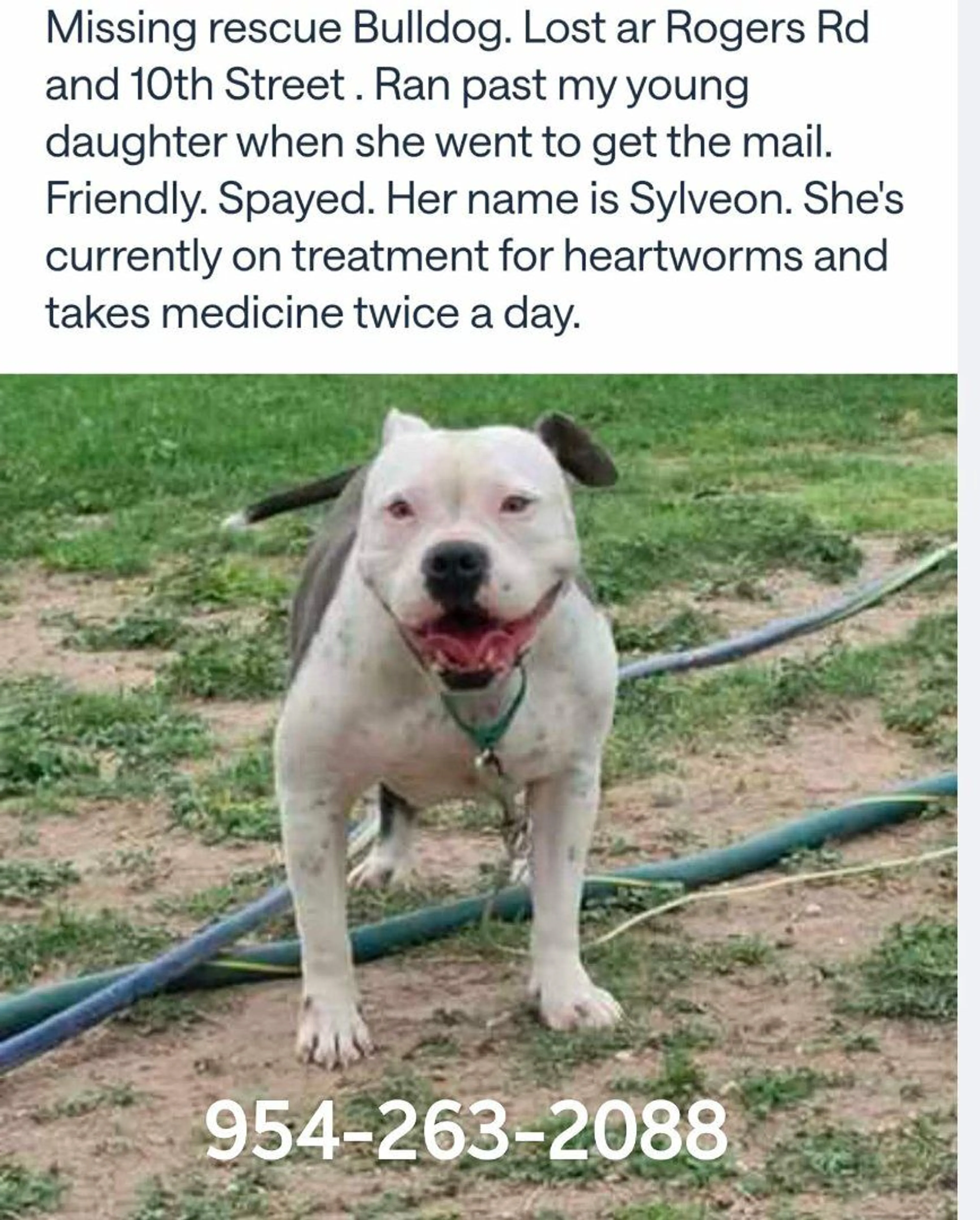Lost pet