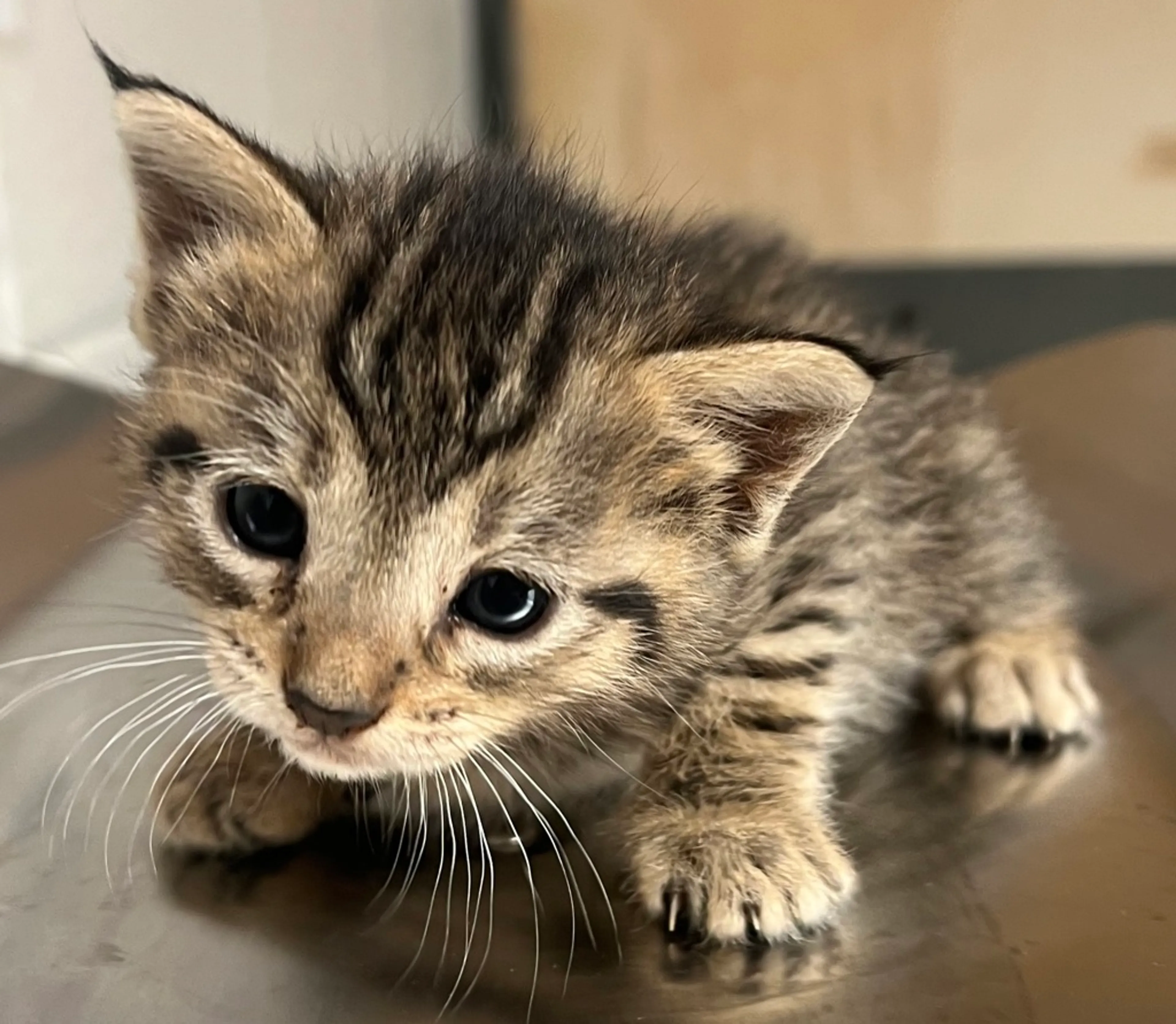 Found pet