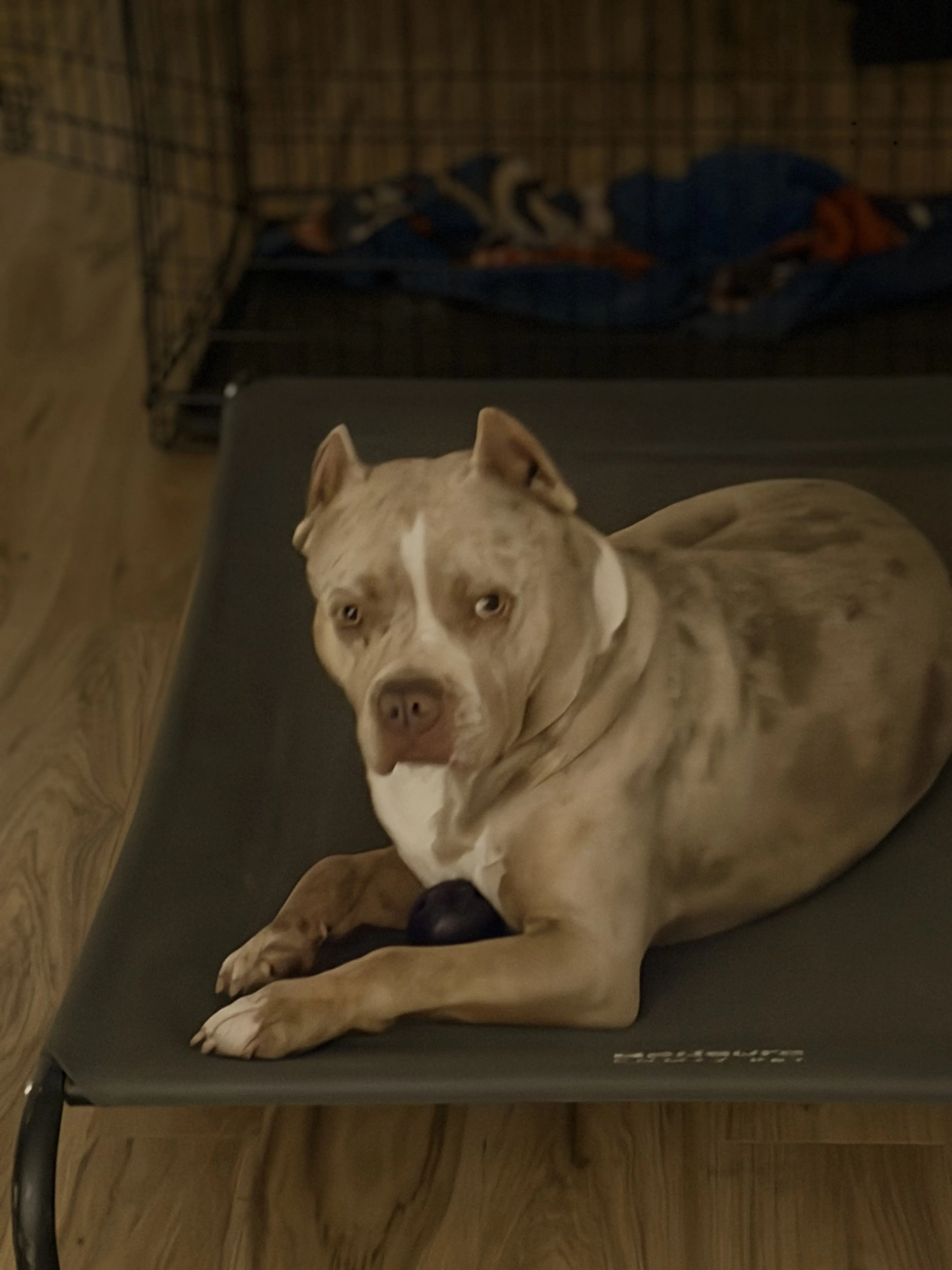 Lost pet