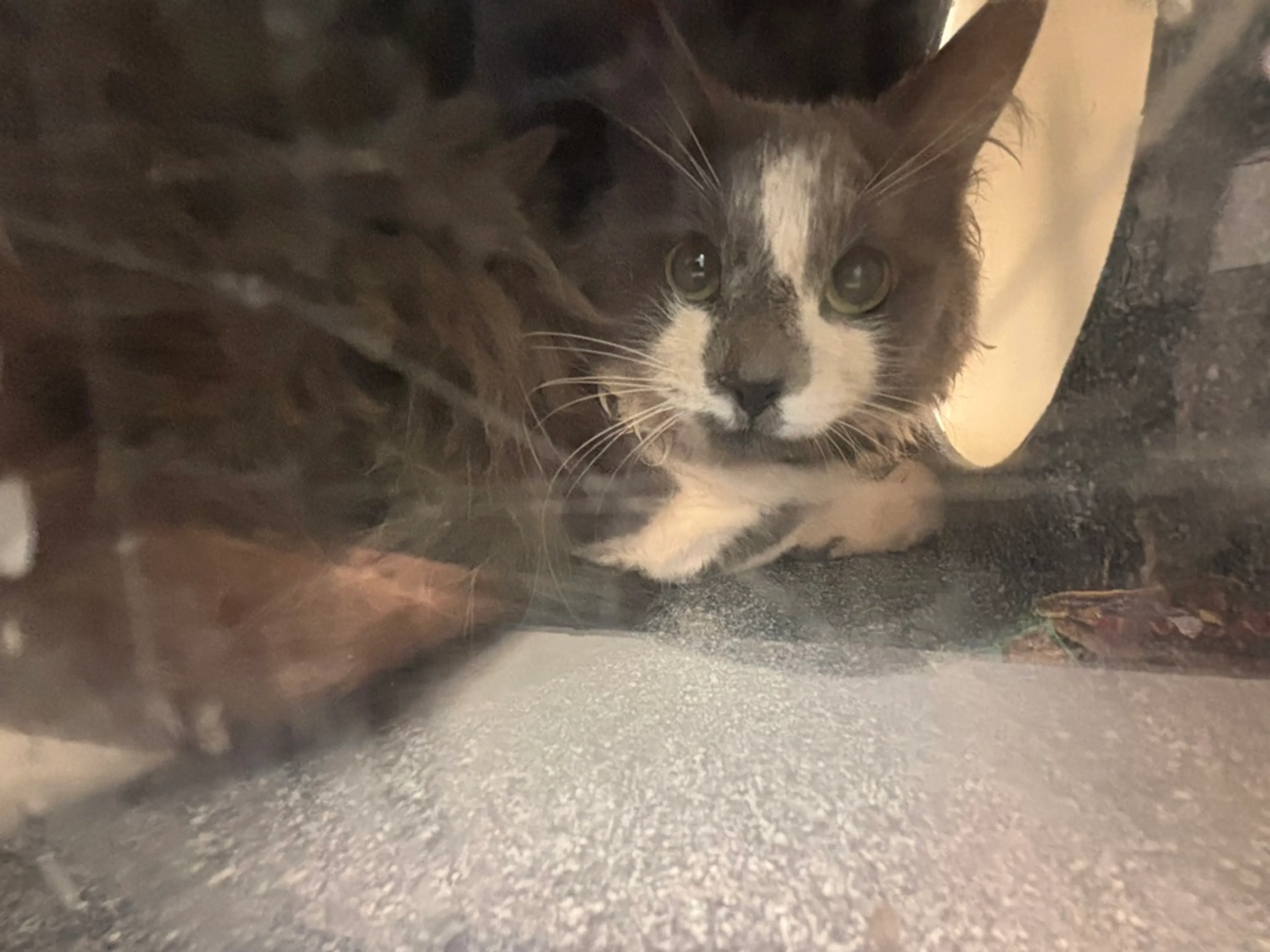 Found pet-2