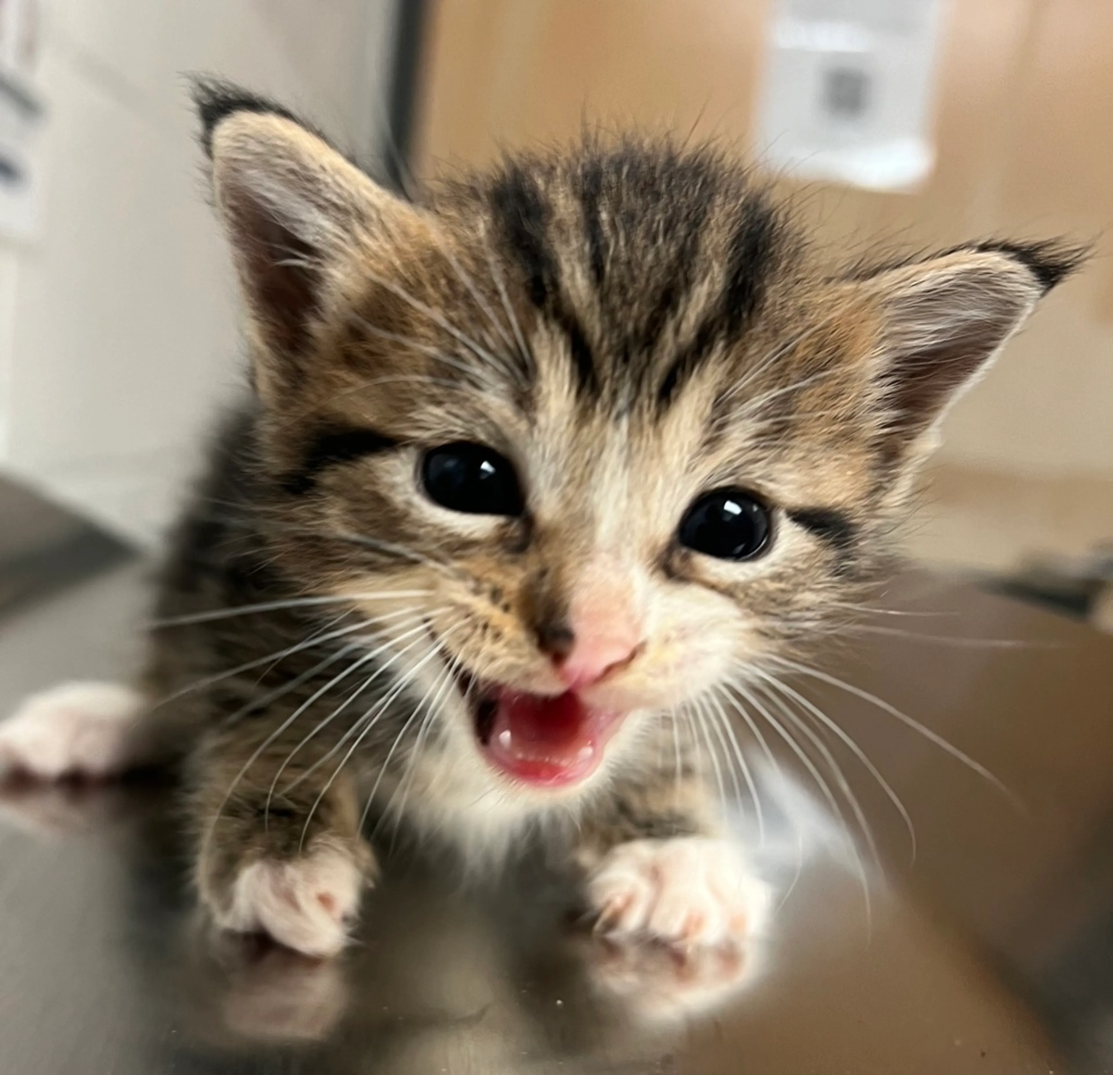 Found pet