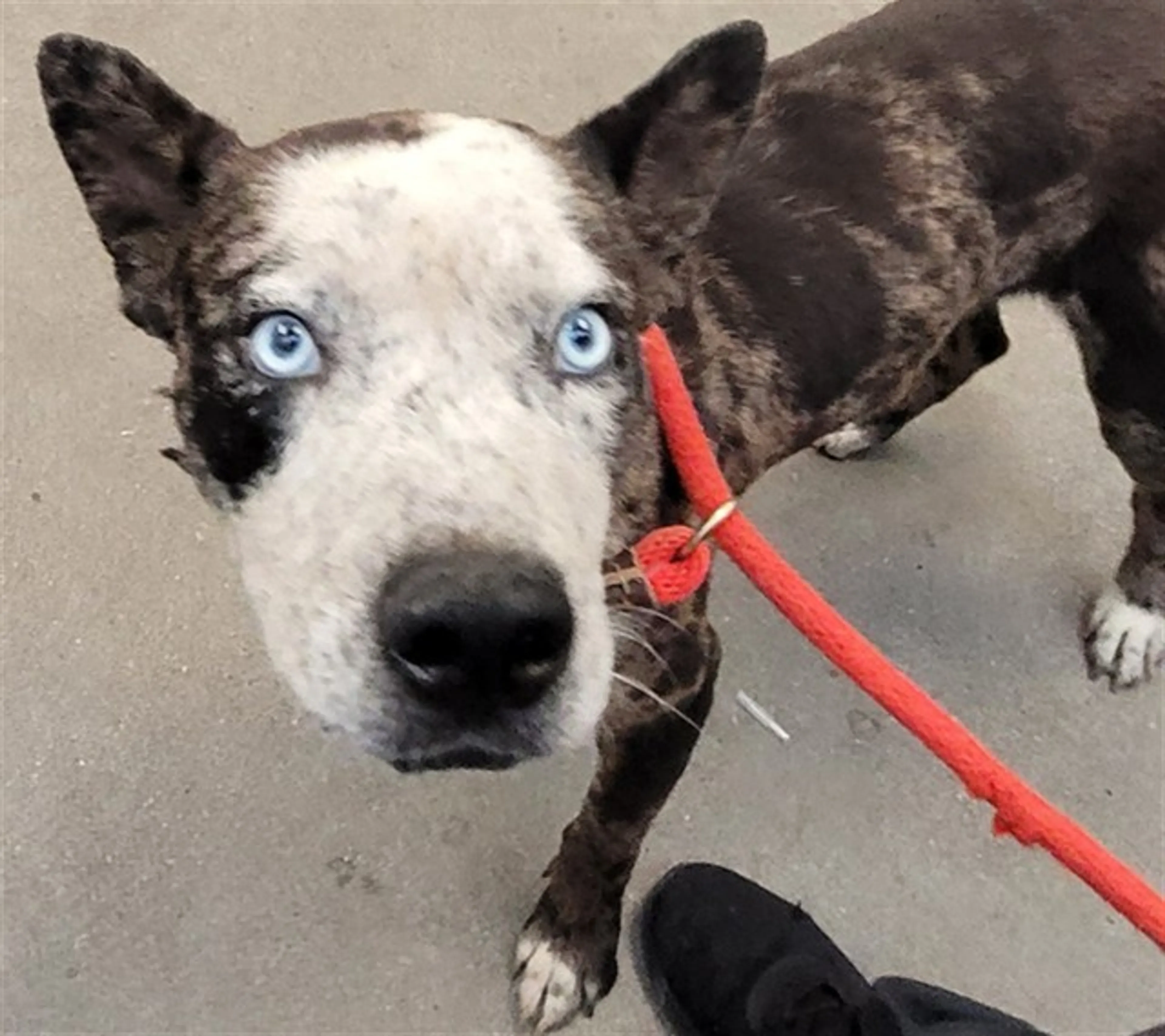 Found pet