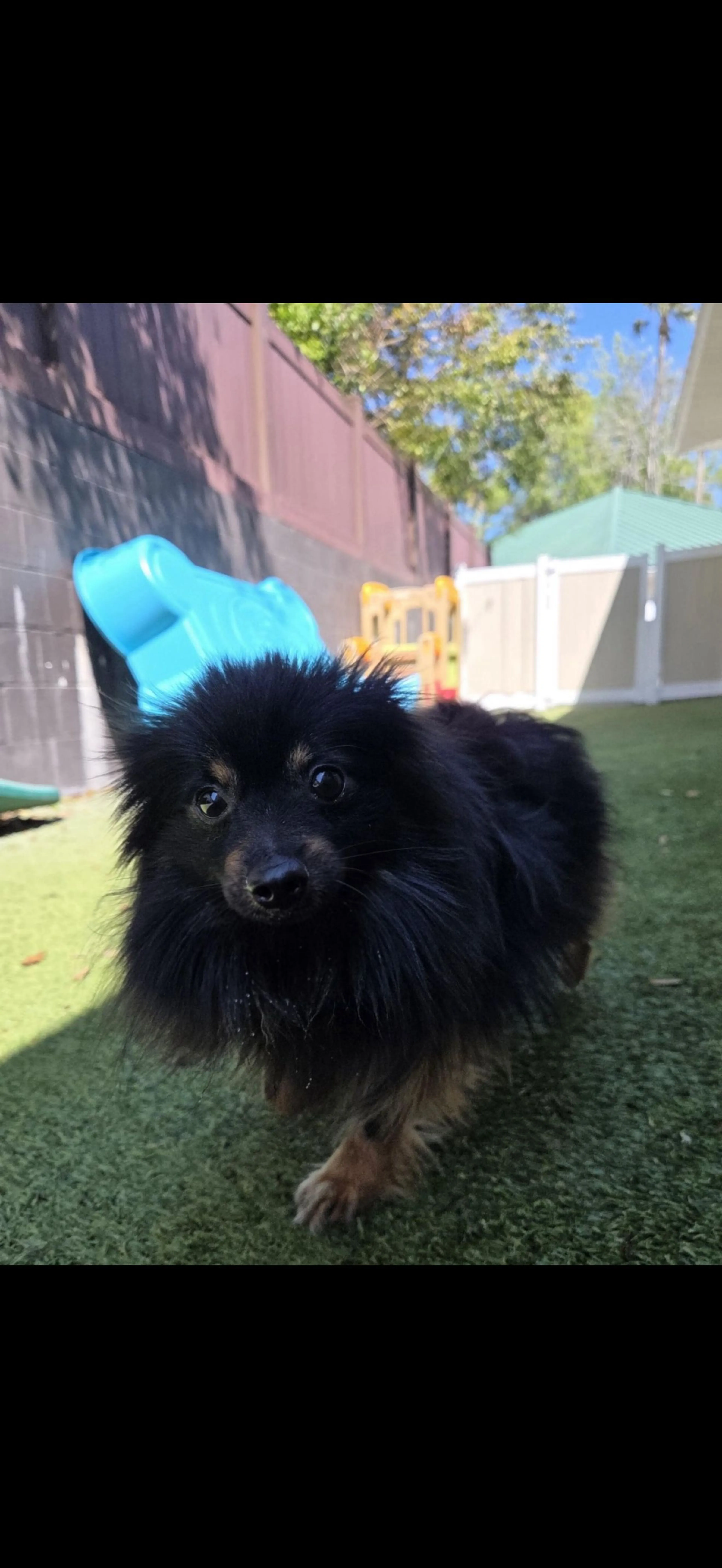 Lost pet