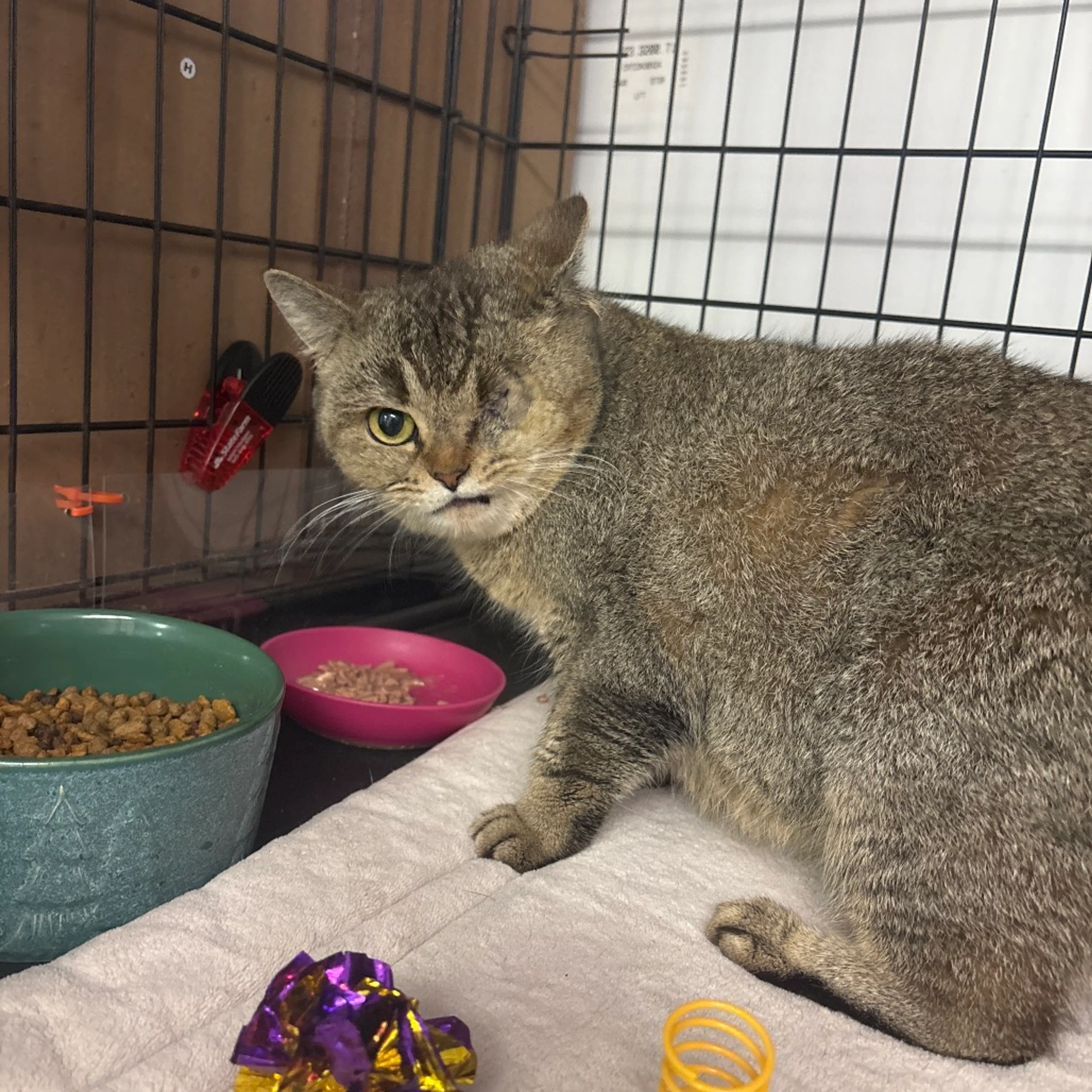 Found pet-1