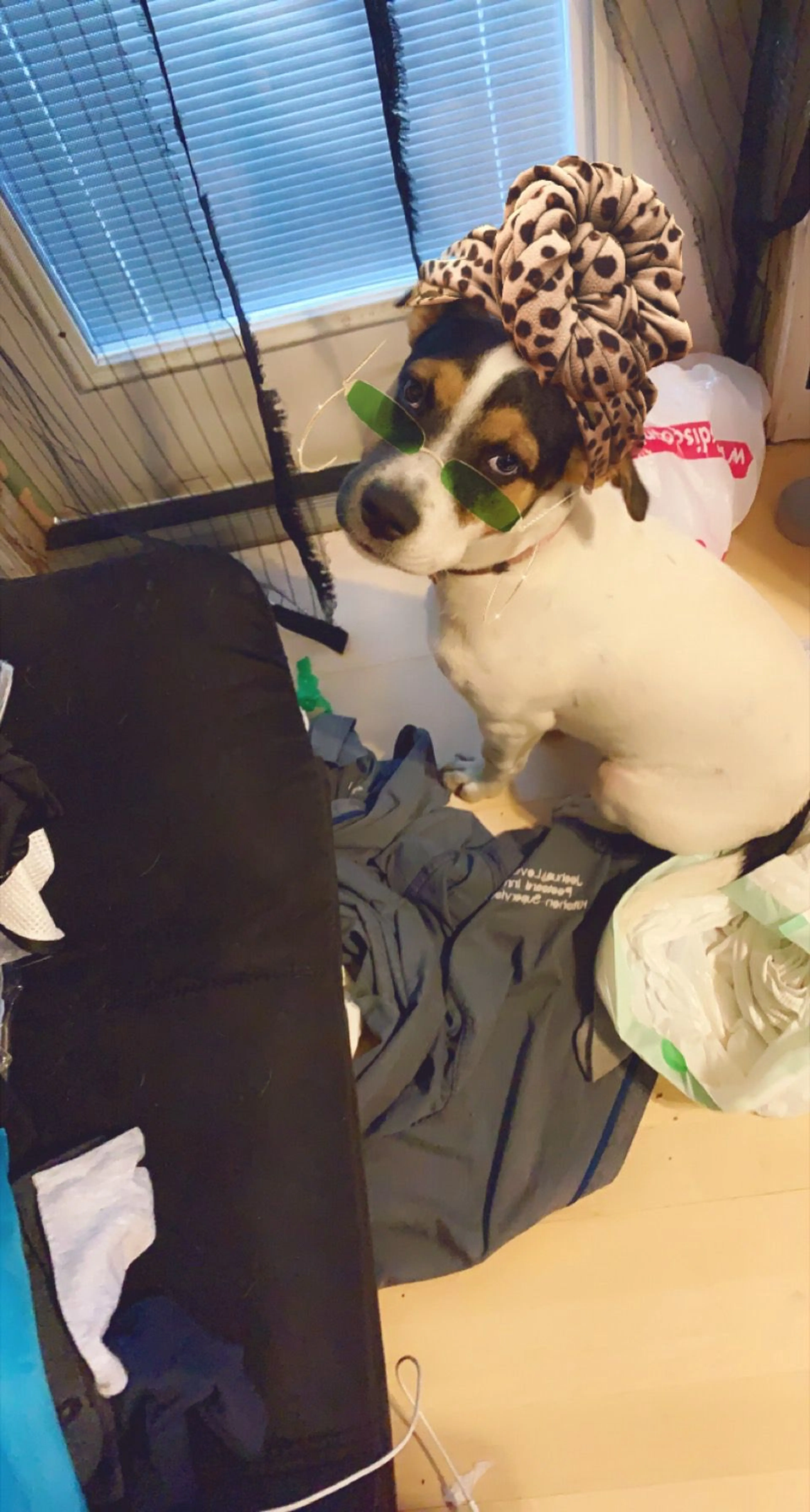 Lost pet