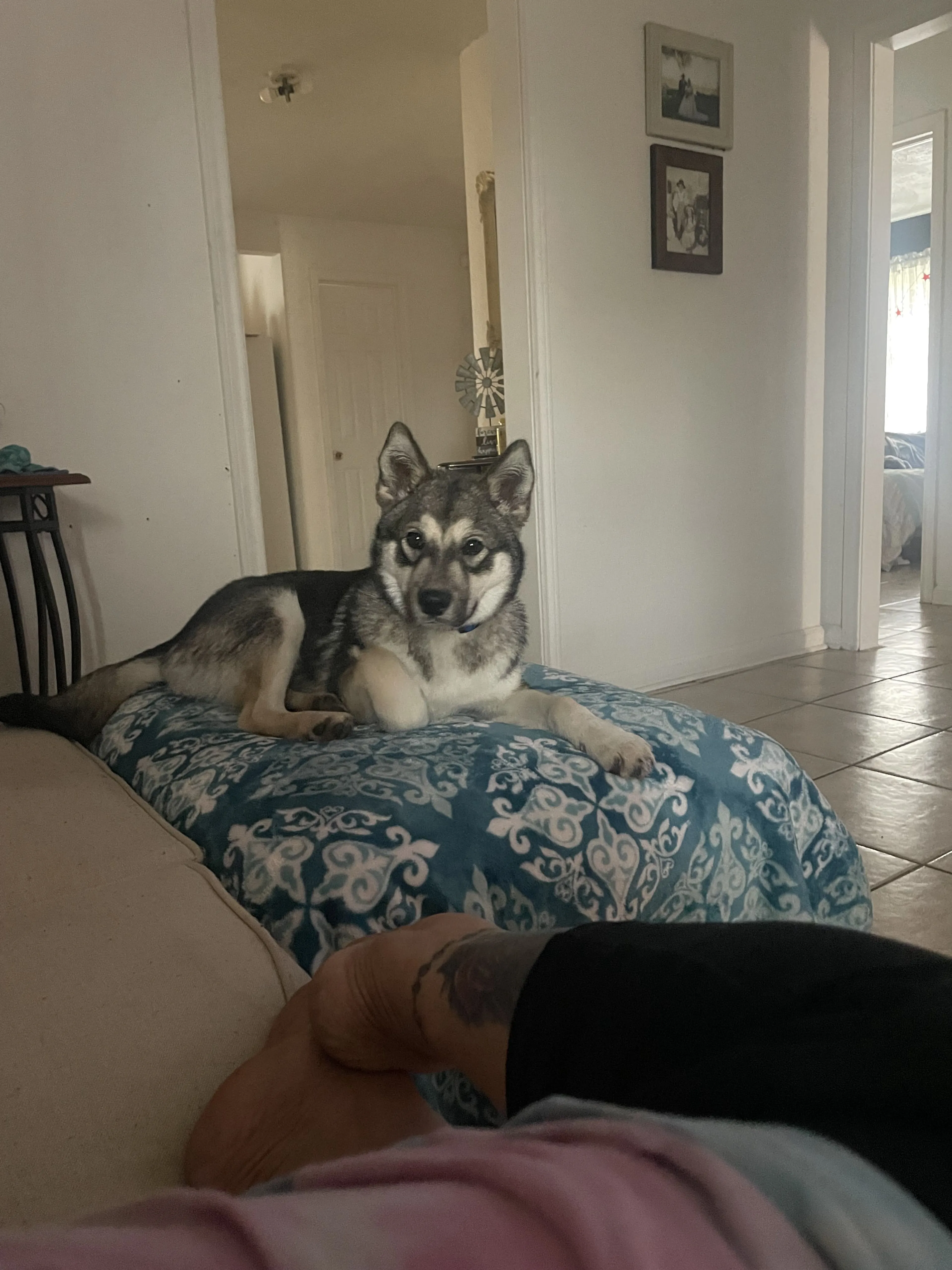 Lost pet