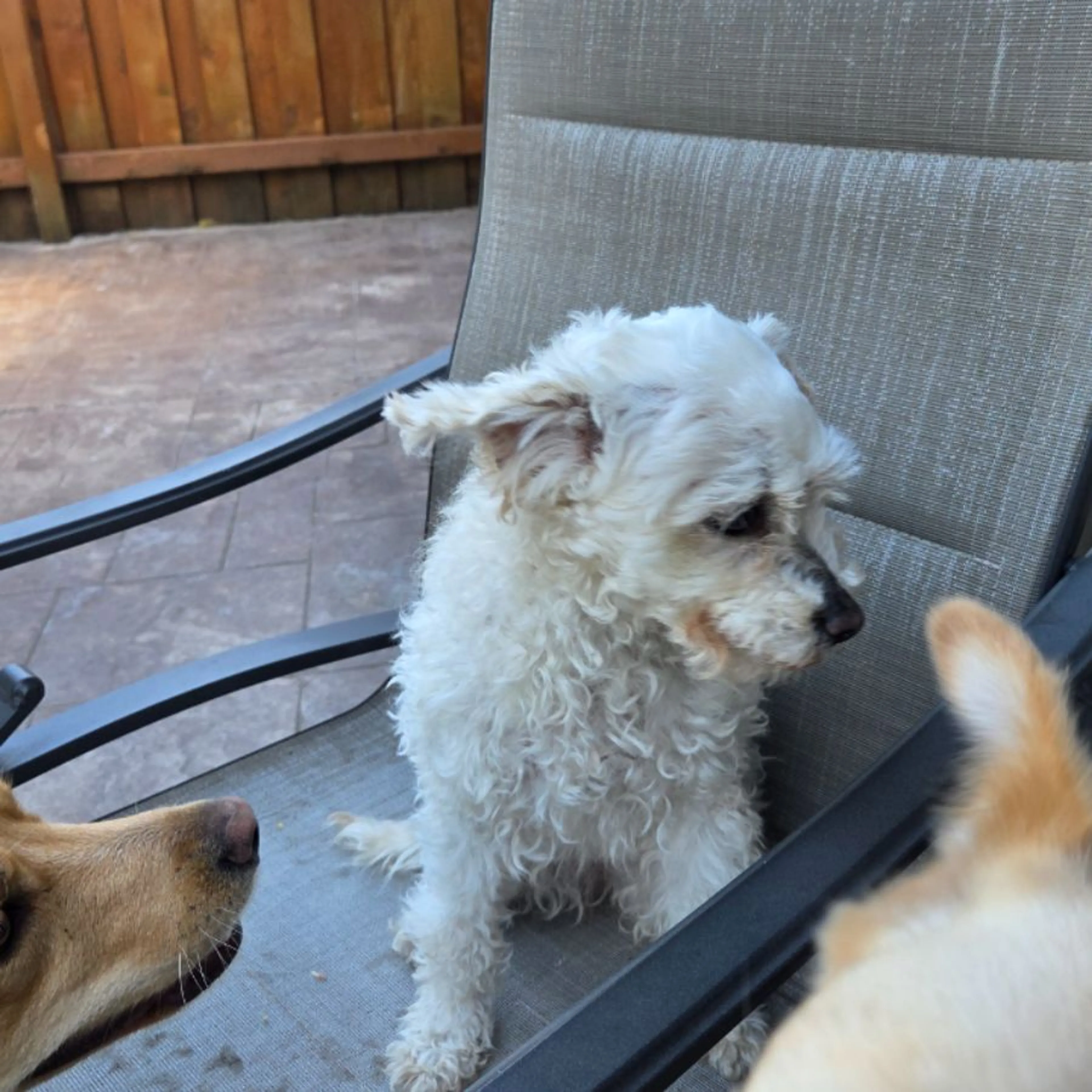 Found pet