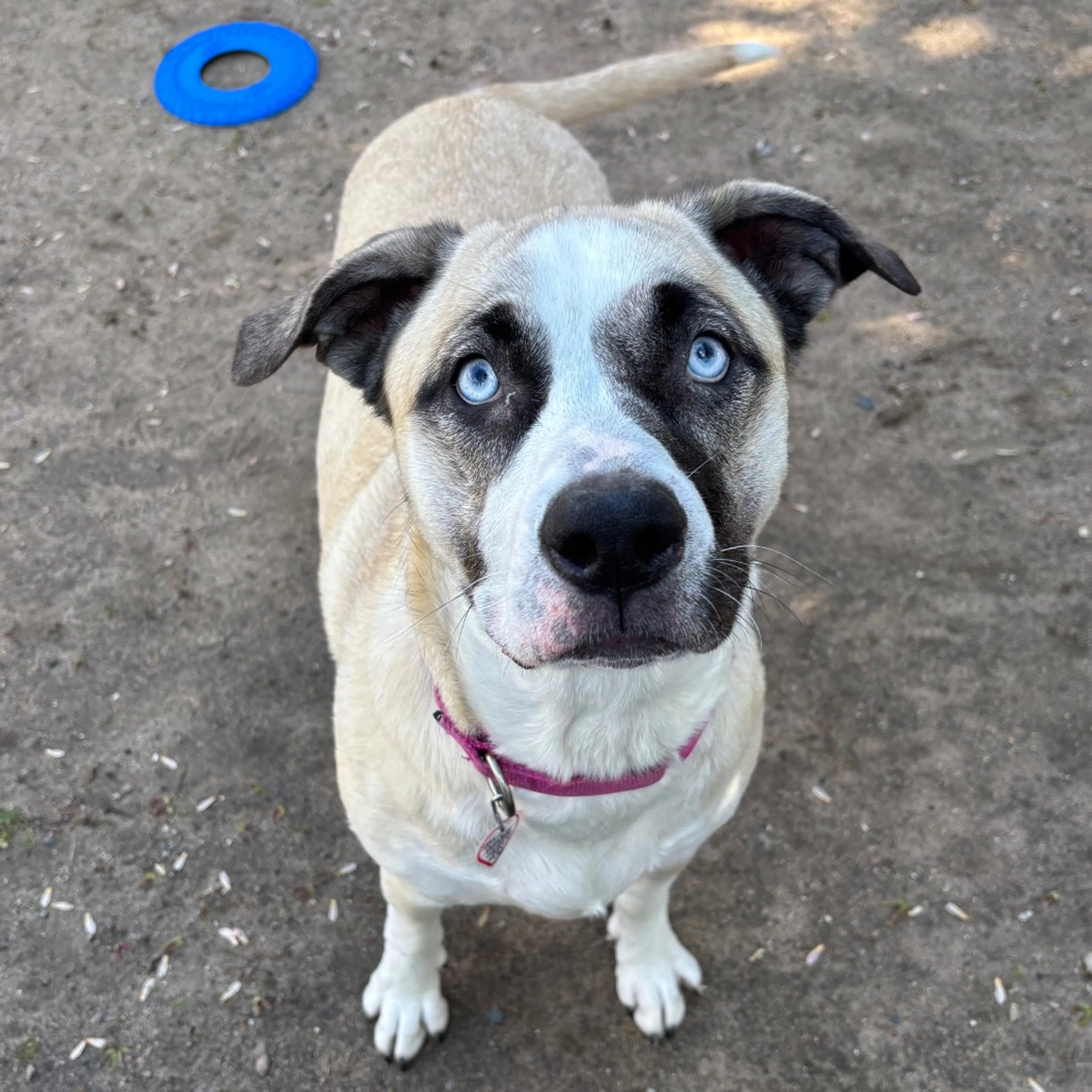 Found pet-1