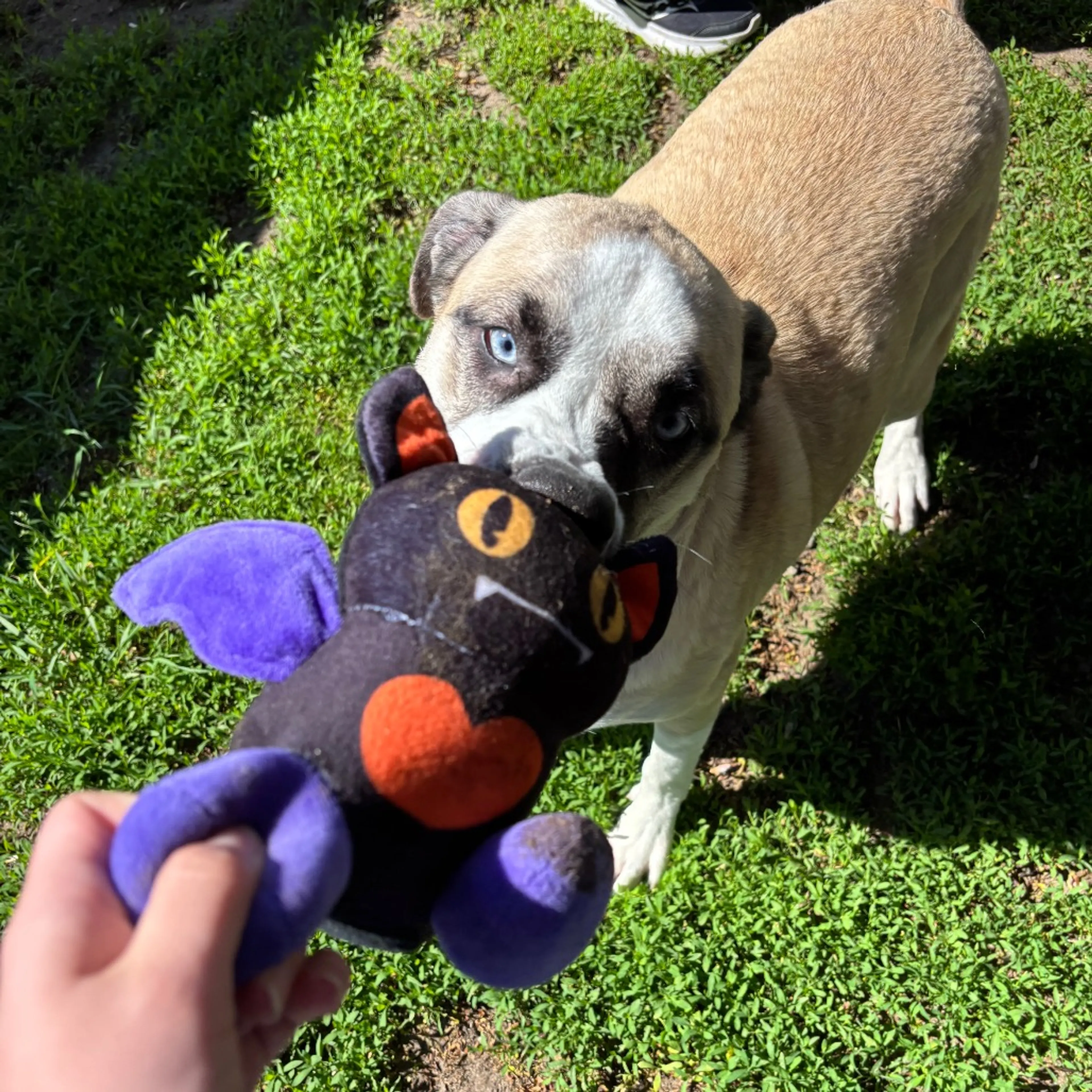 Found pet-3