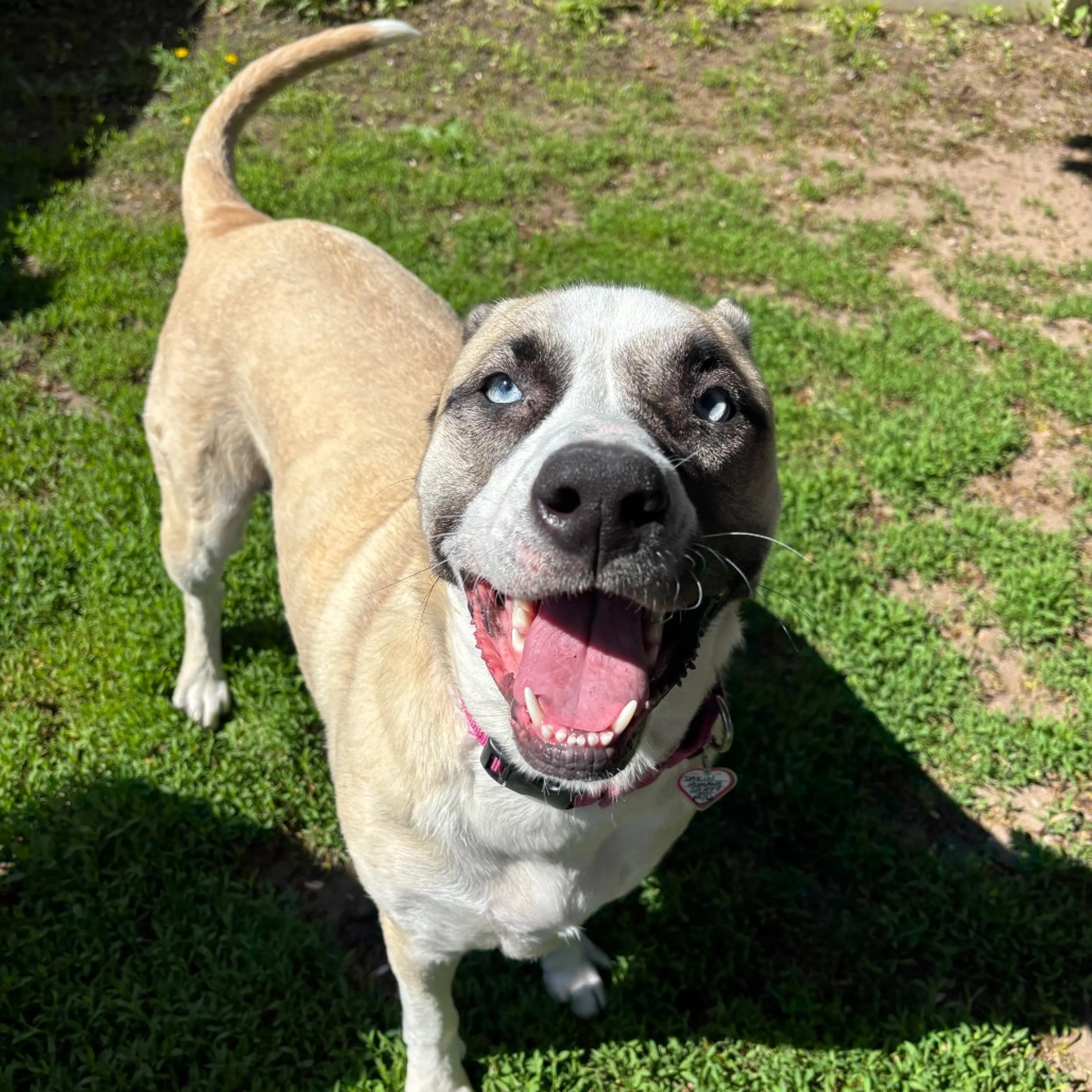 Found pet-4