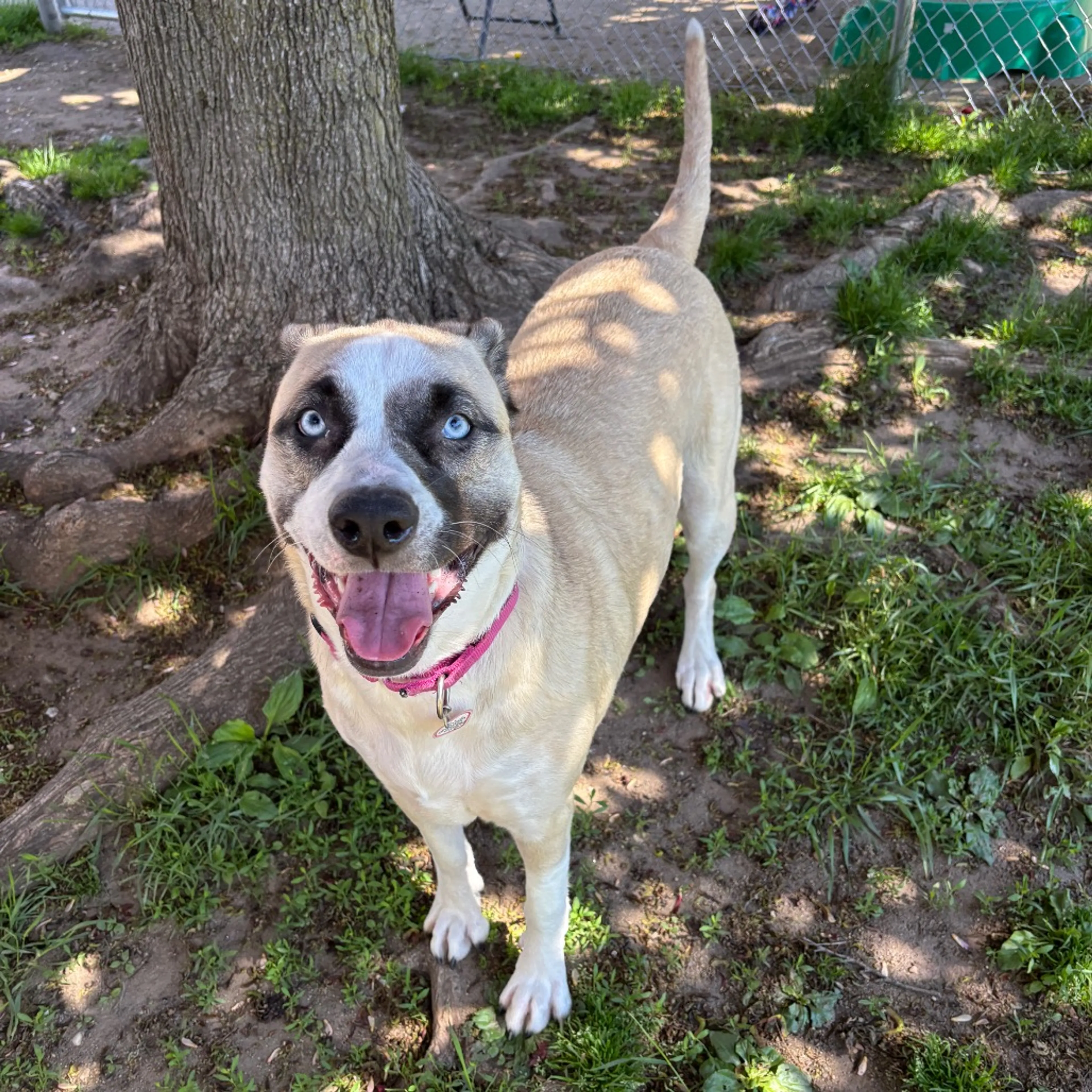 Found pet-2