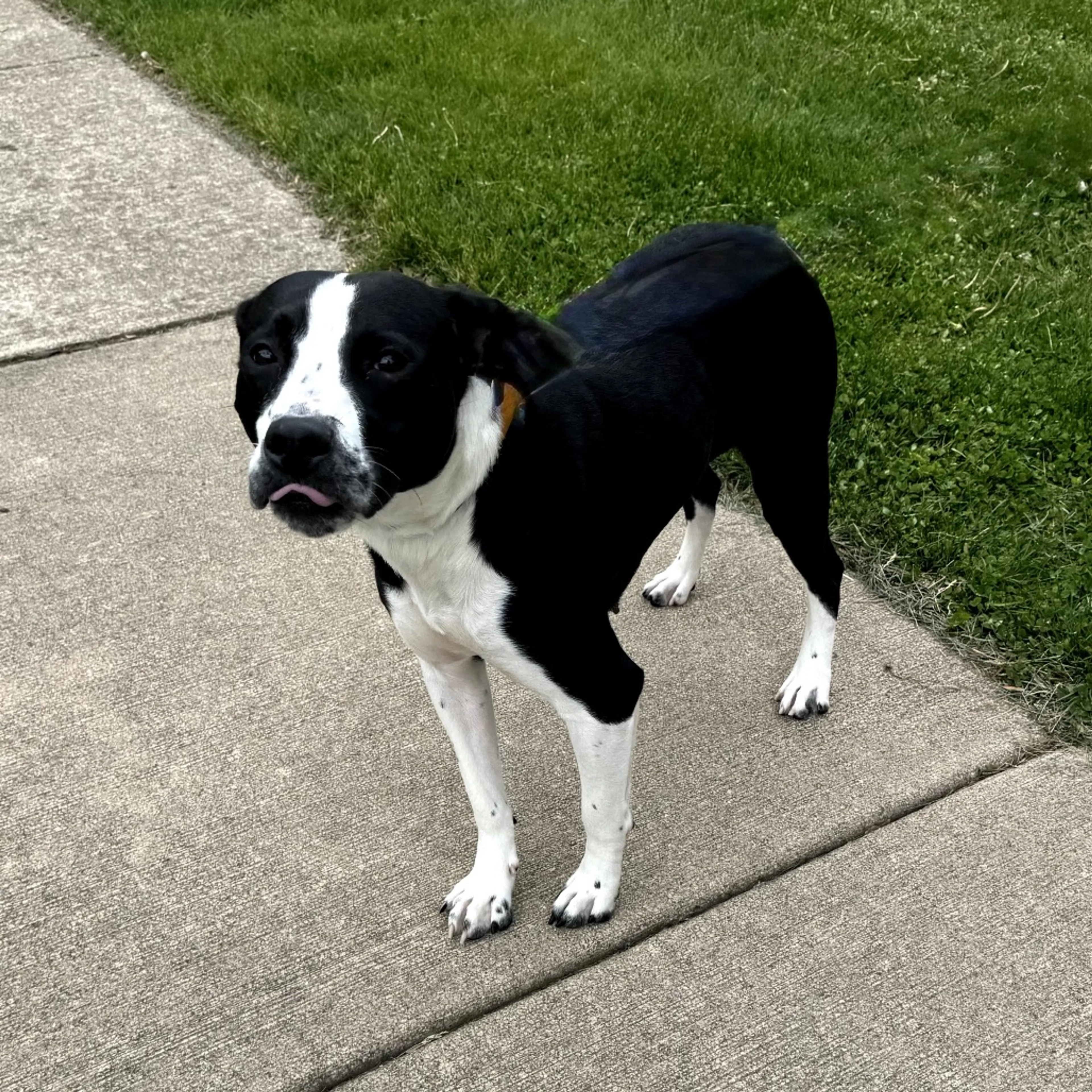 Found pet-1