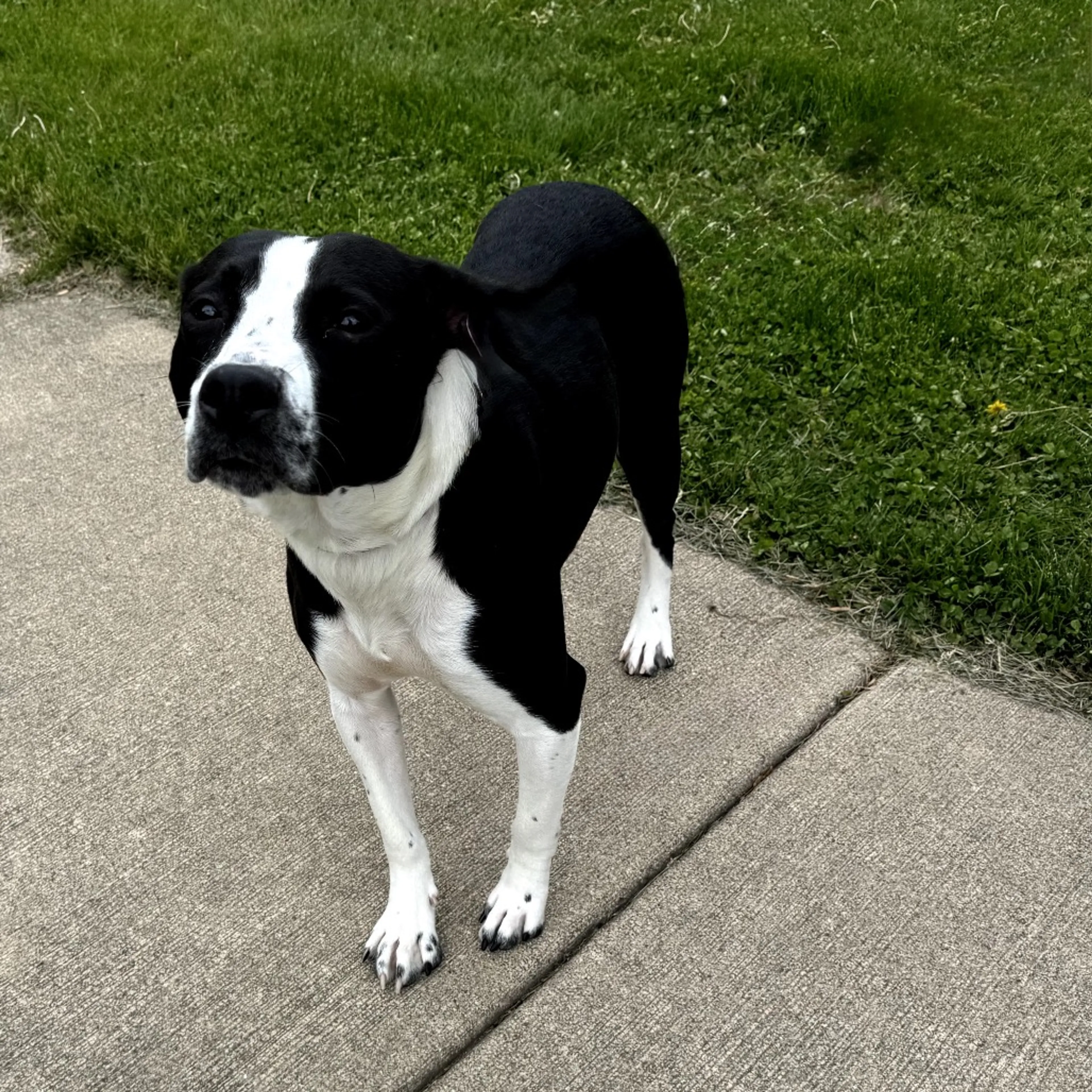 Found pet-2